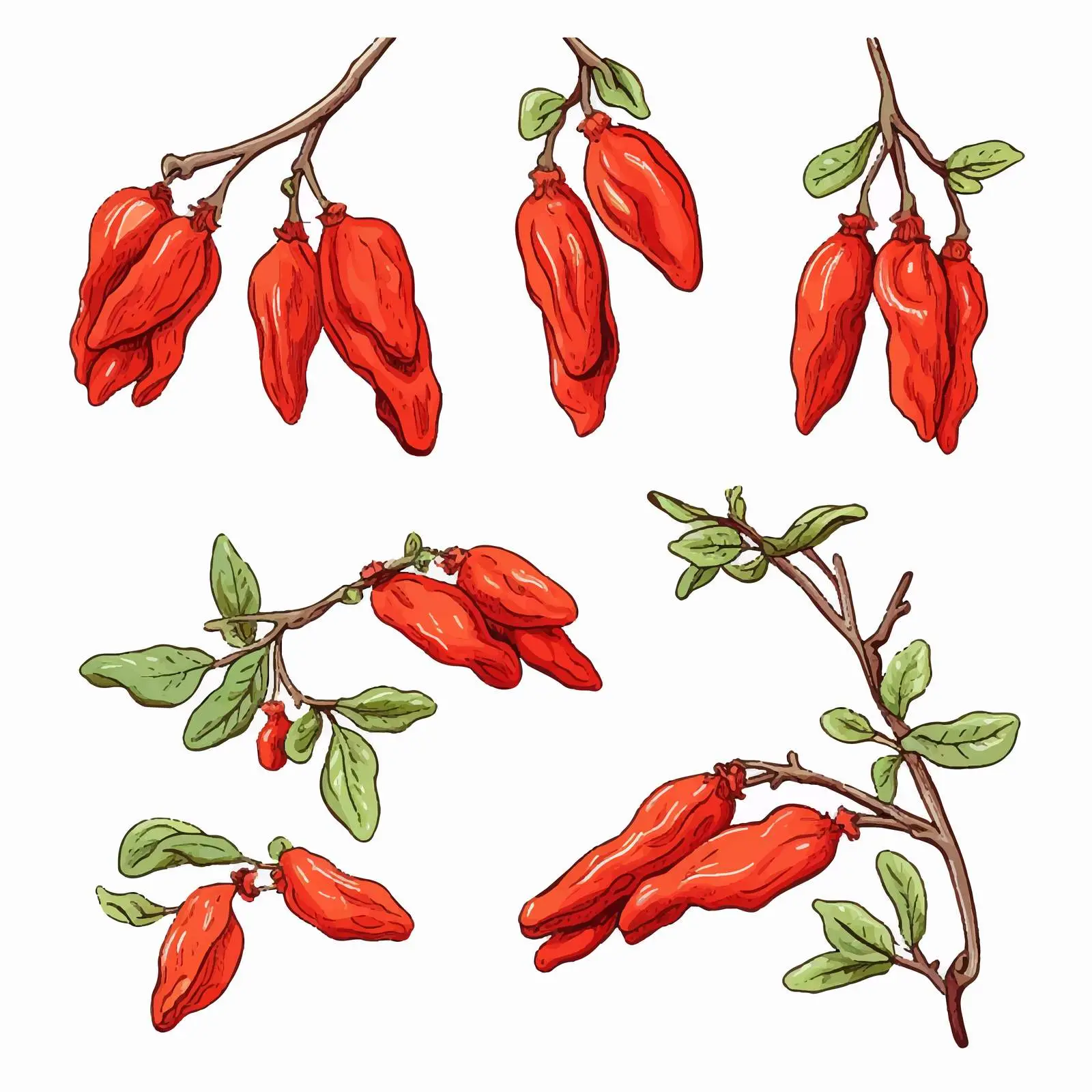 Hand Drawn Goji Berries on Branch Collection — free download from Dotvec