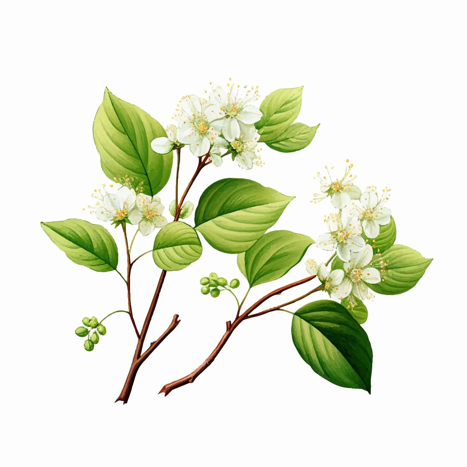 Linden Sprig Botanical Drawing Vector — free download from Dotvec