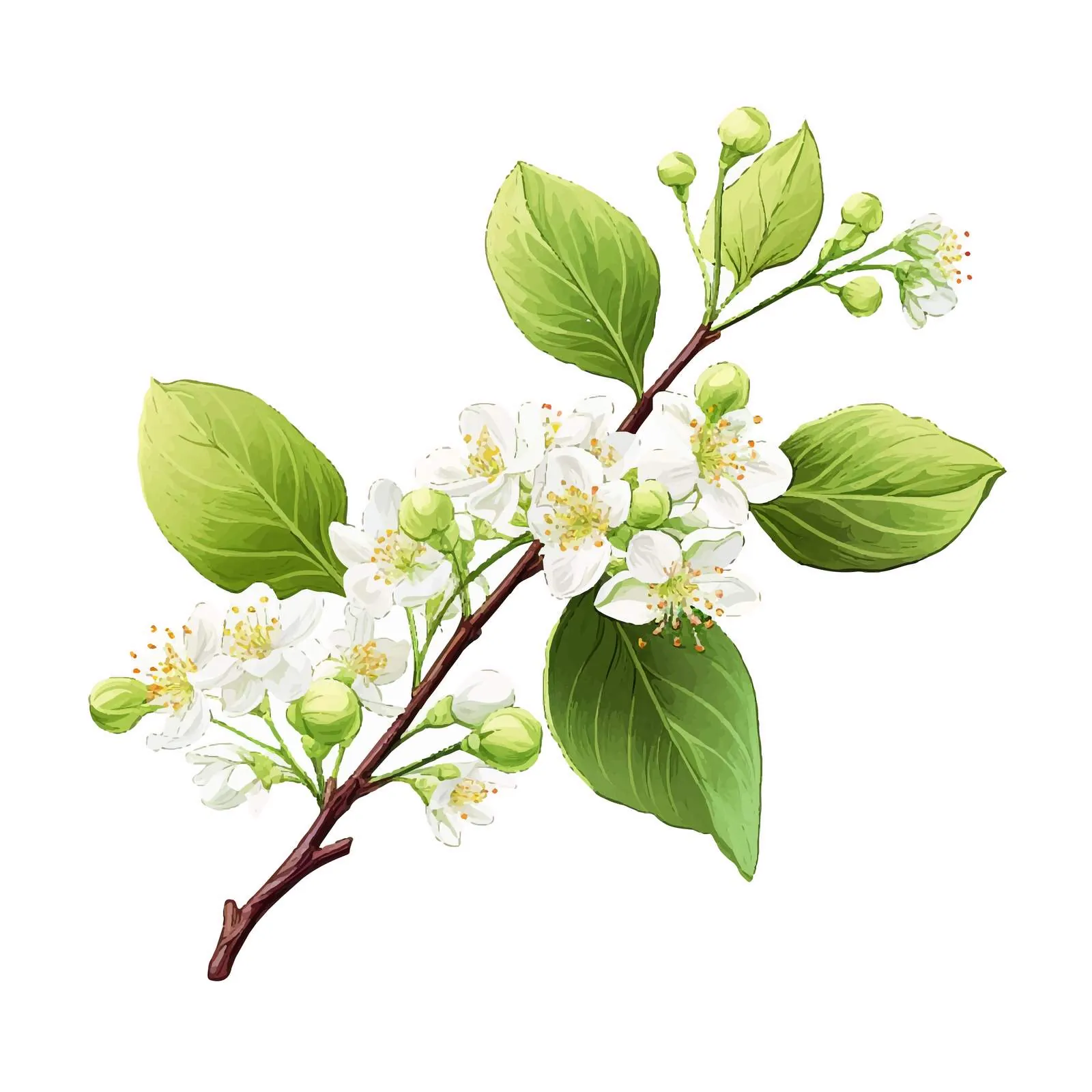 Botanical Drawing of Linden Sprig with Leaves — free download from Dotvec