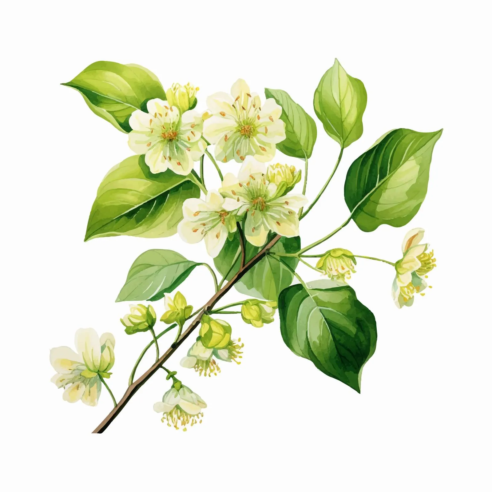 Linden Sprig Botanical Vector Illustration — free download from Dotvec