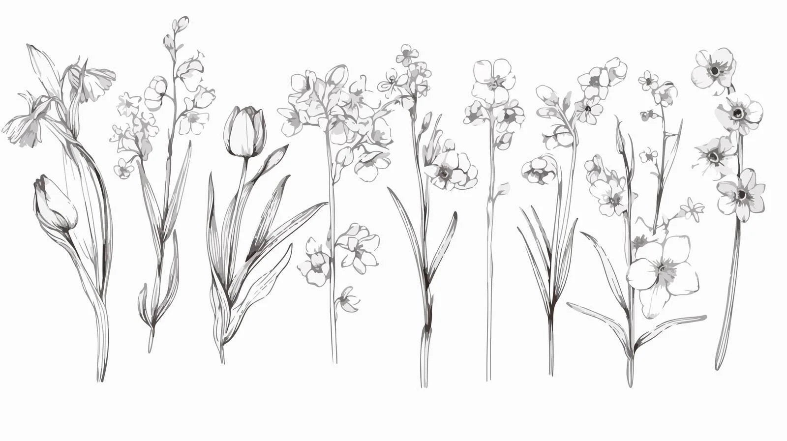 Exquisite Spring Floral Illustrations: Tuli Blossoms — free download from Dotvec
