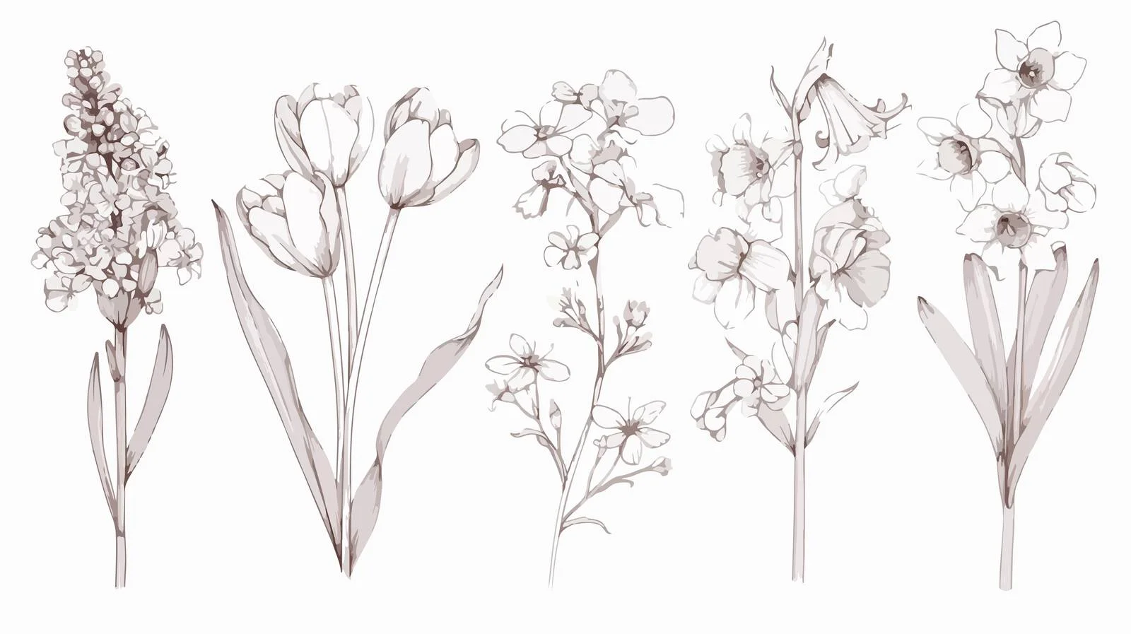 Exquisite Spring Flower Botanical Illustrations — free download from Dotvec