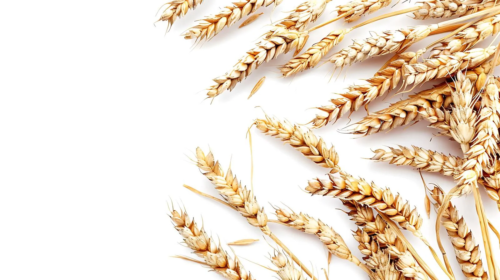 Grain Isolated White Background Image — free download from Dotvec