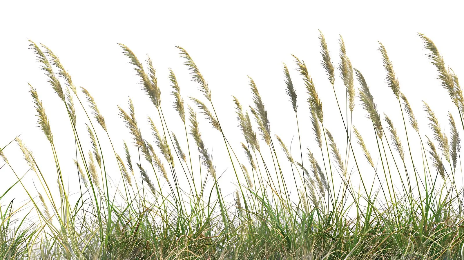 Serene Grassland on White Background — free download from Dotvec