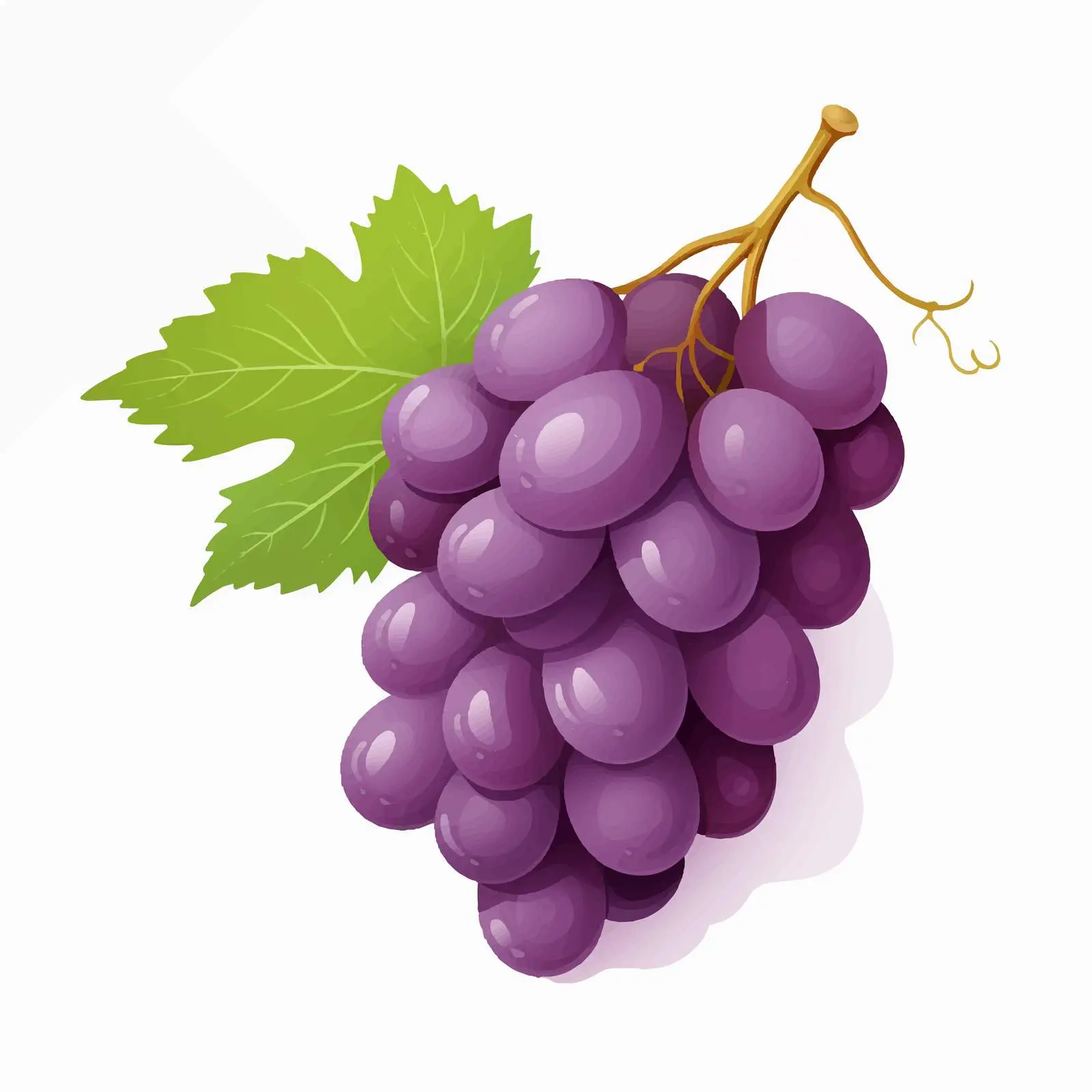 Top View Grapes Vector Illustration on White Background – free grape image from Dotvec
