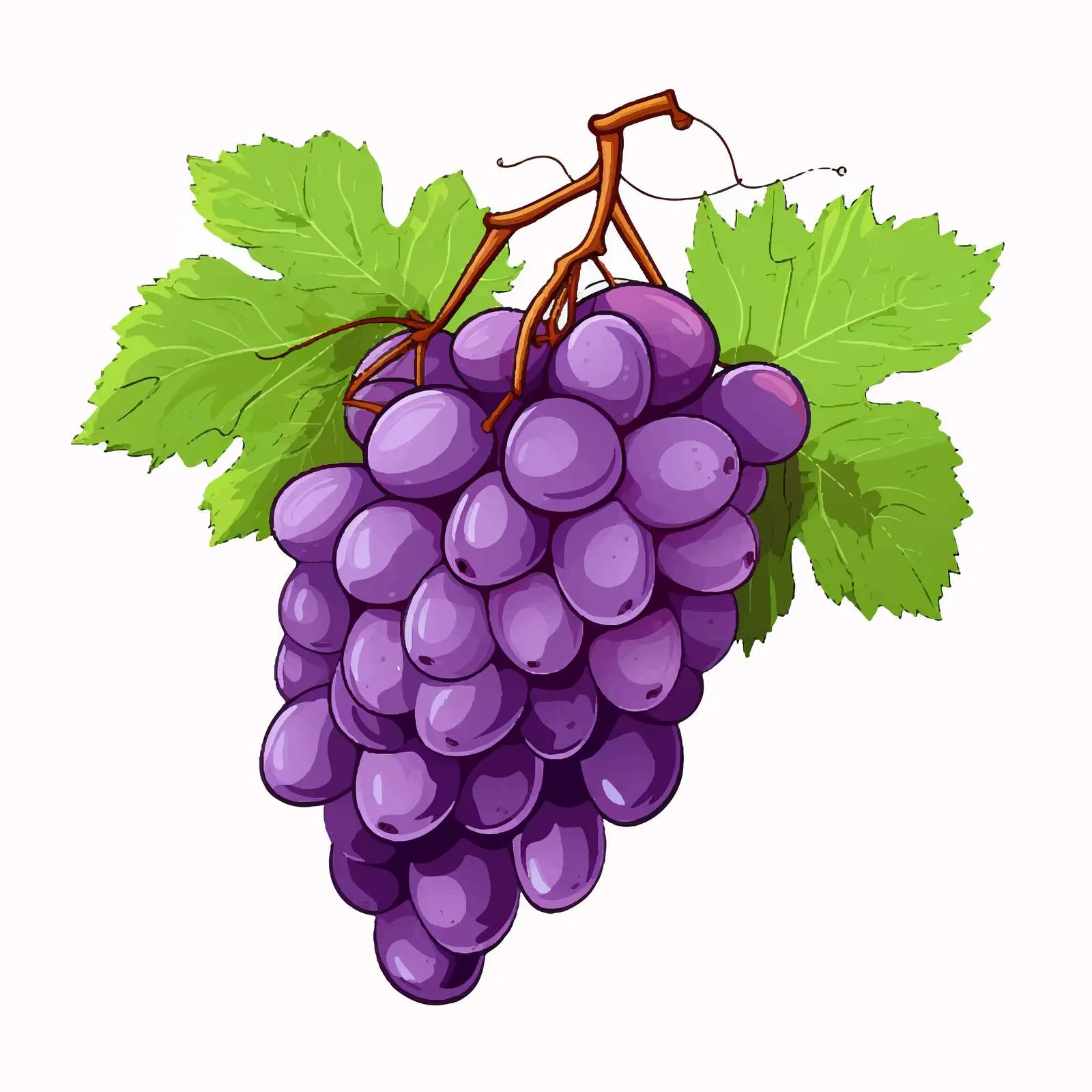 Top View Grape Vector Illustration on White Background – free grape image from Dotvec