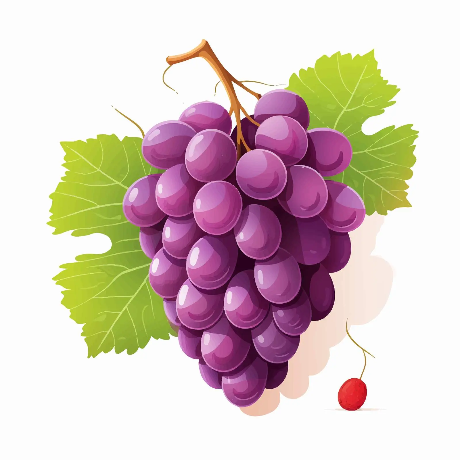 Top View Grape Vector Illustration on White Background – free grape image from Dotvec