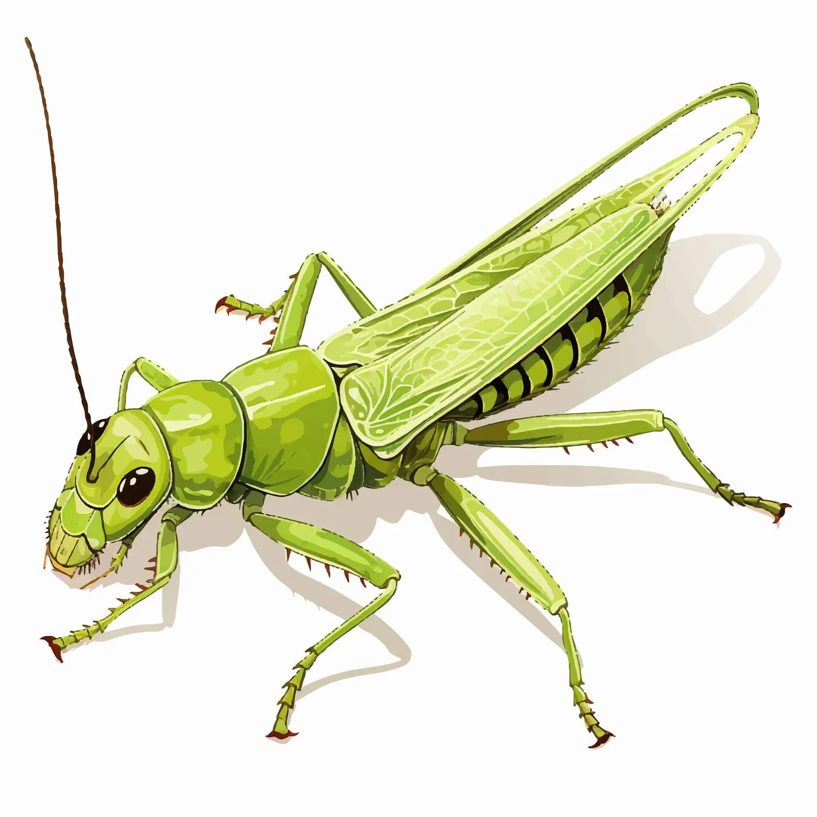 Grasshopper Vector Illustration Isolated on White Background — free download from Dotvec