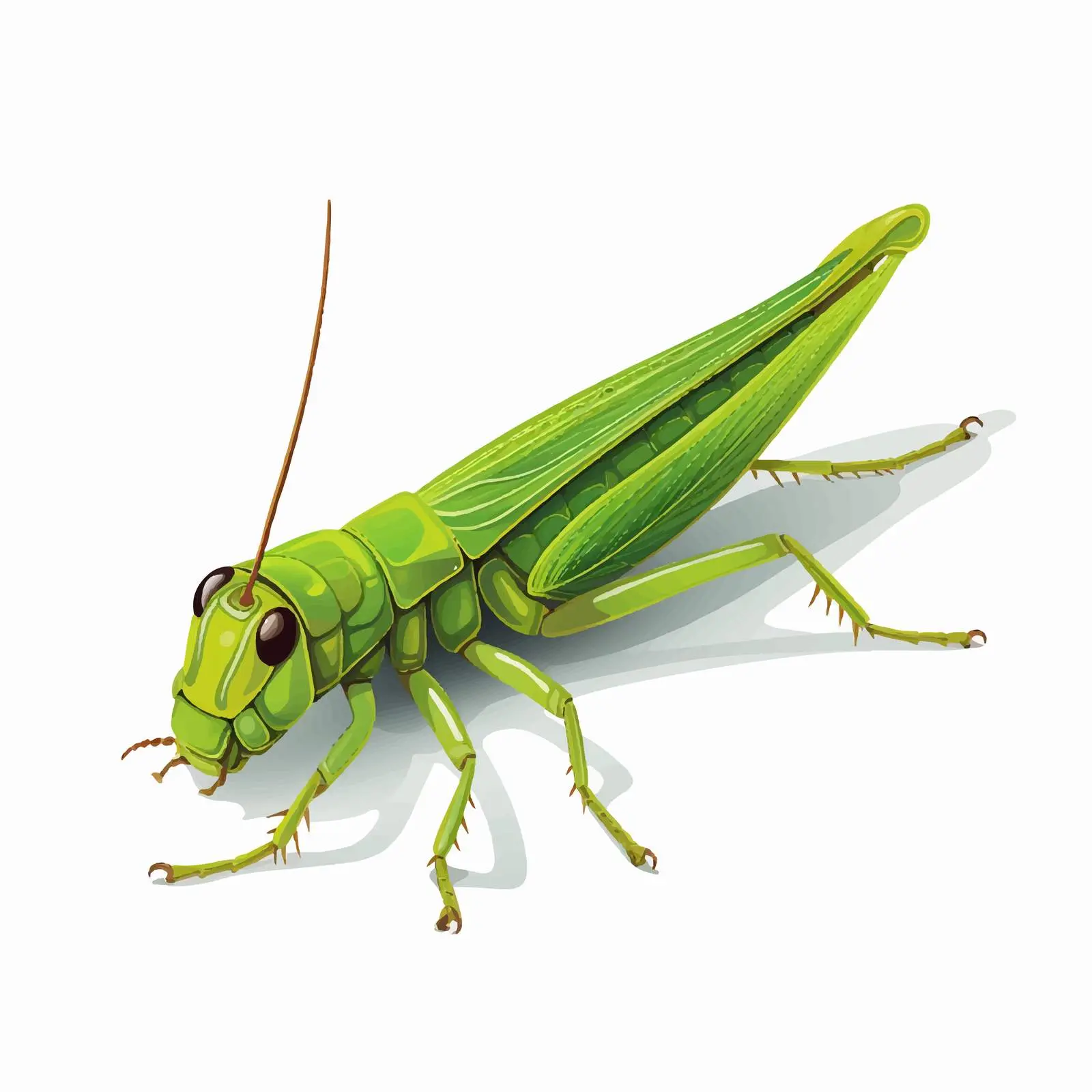 Grasshopper Vector Illustration on White Background – free grasshopper image from Dotvec