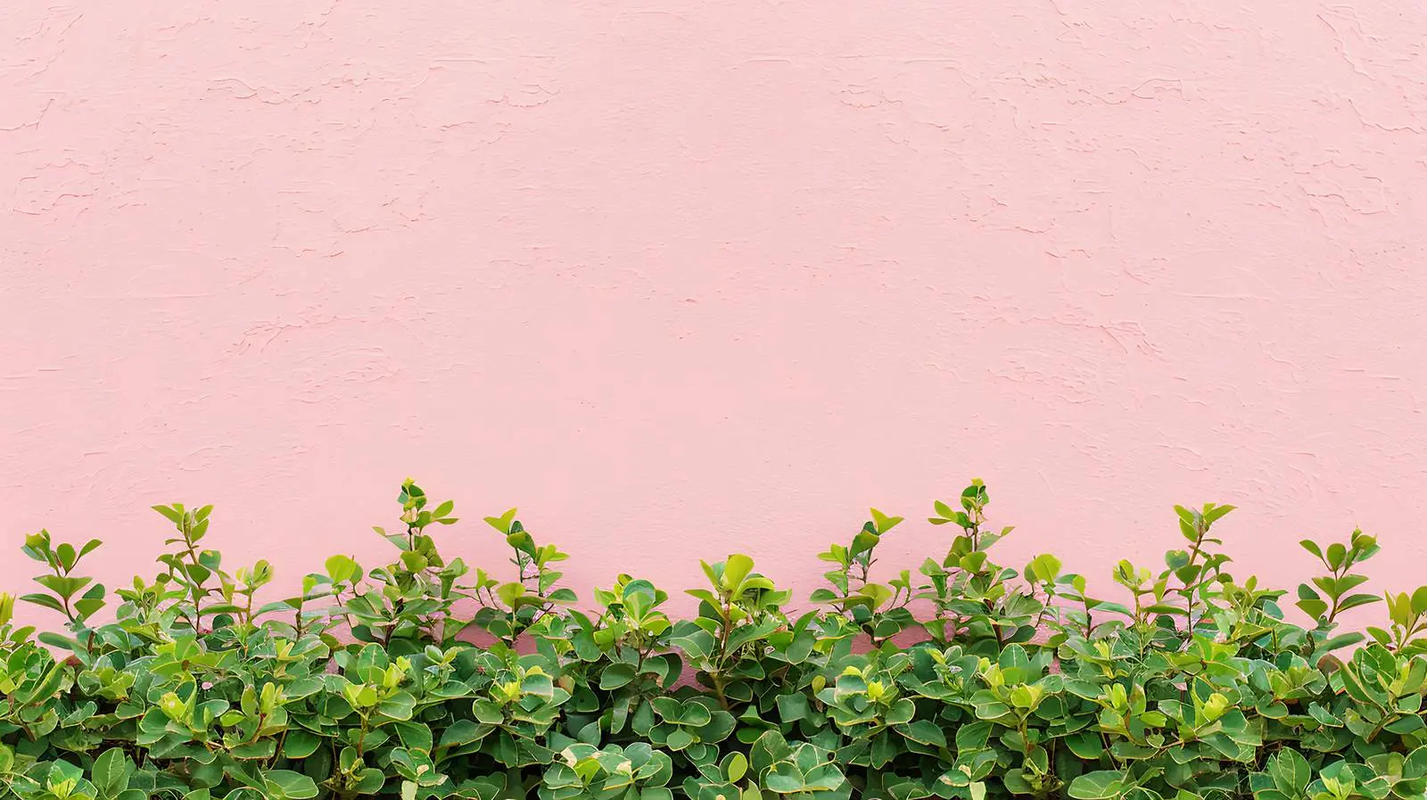 Green Bush Against Pastel Pink Wall — free download from Dotvec