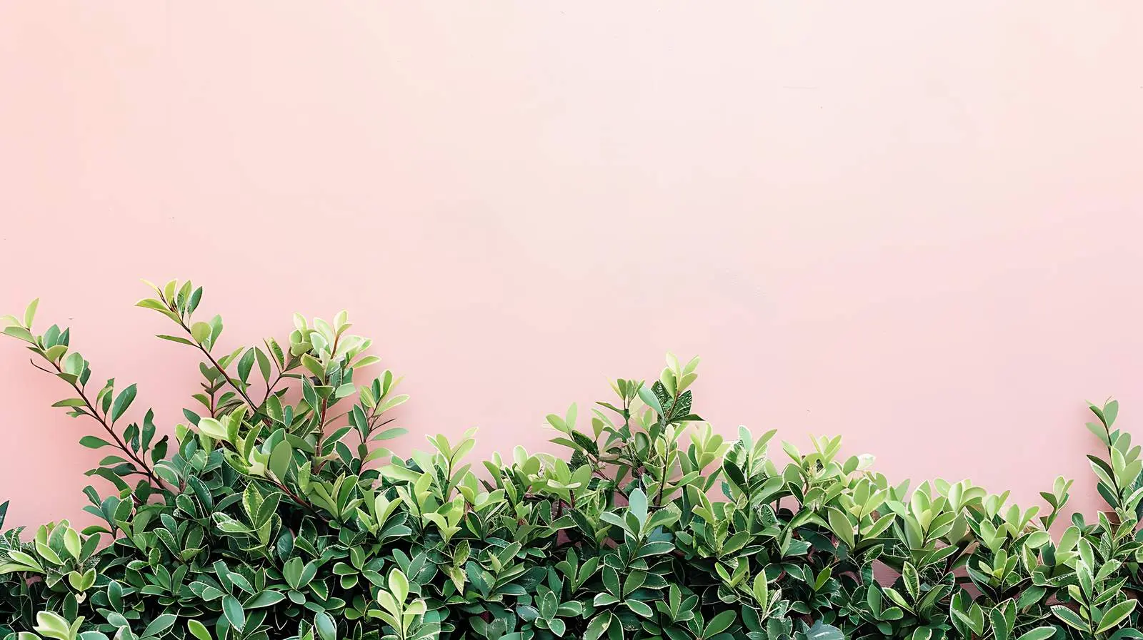 Green Bush Against Pastel Pink Wall Background — free download from Dotvec