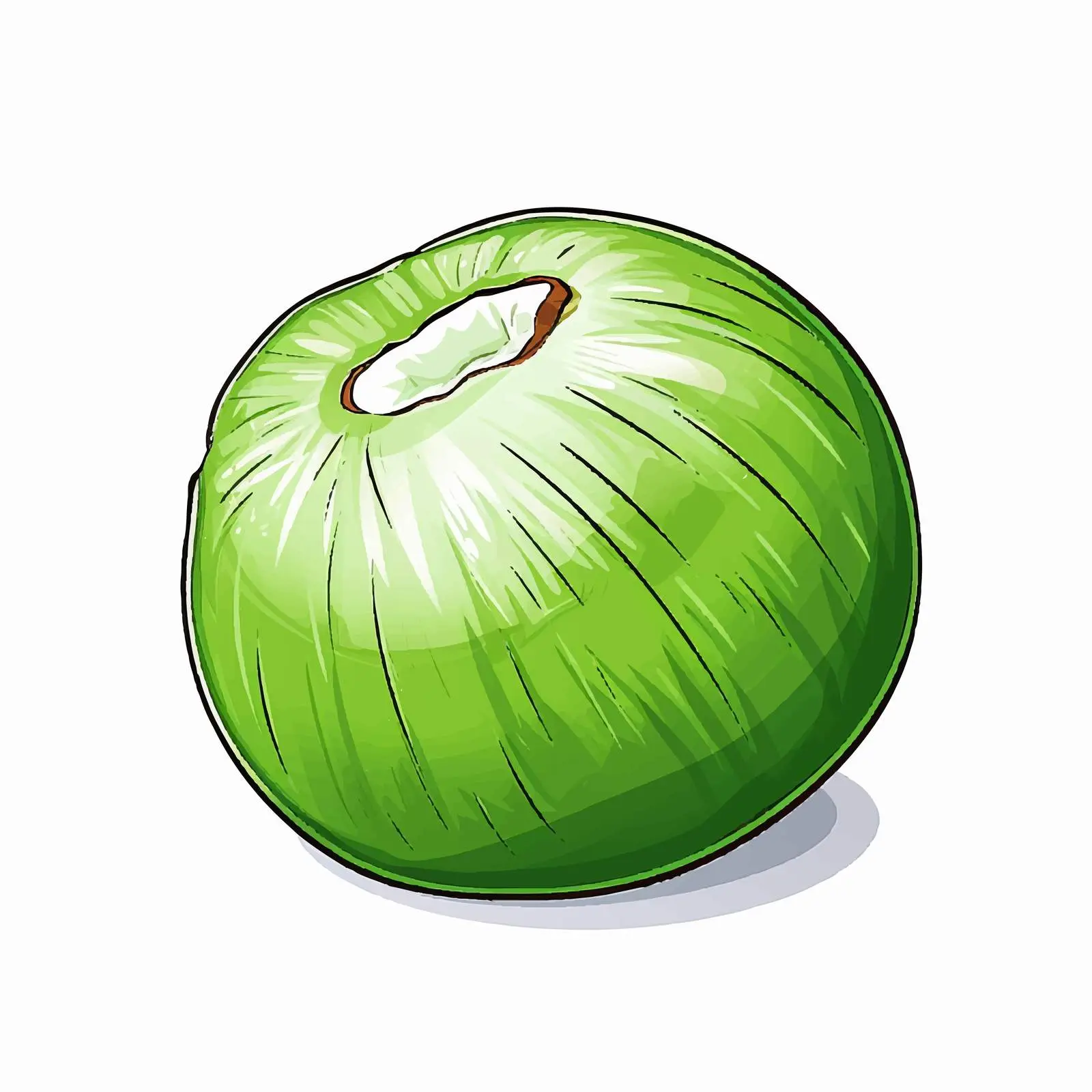 Green Coconut Illustration on White Background – free natural product image from Dotvec