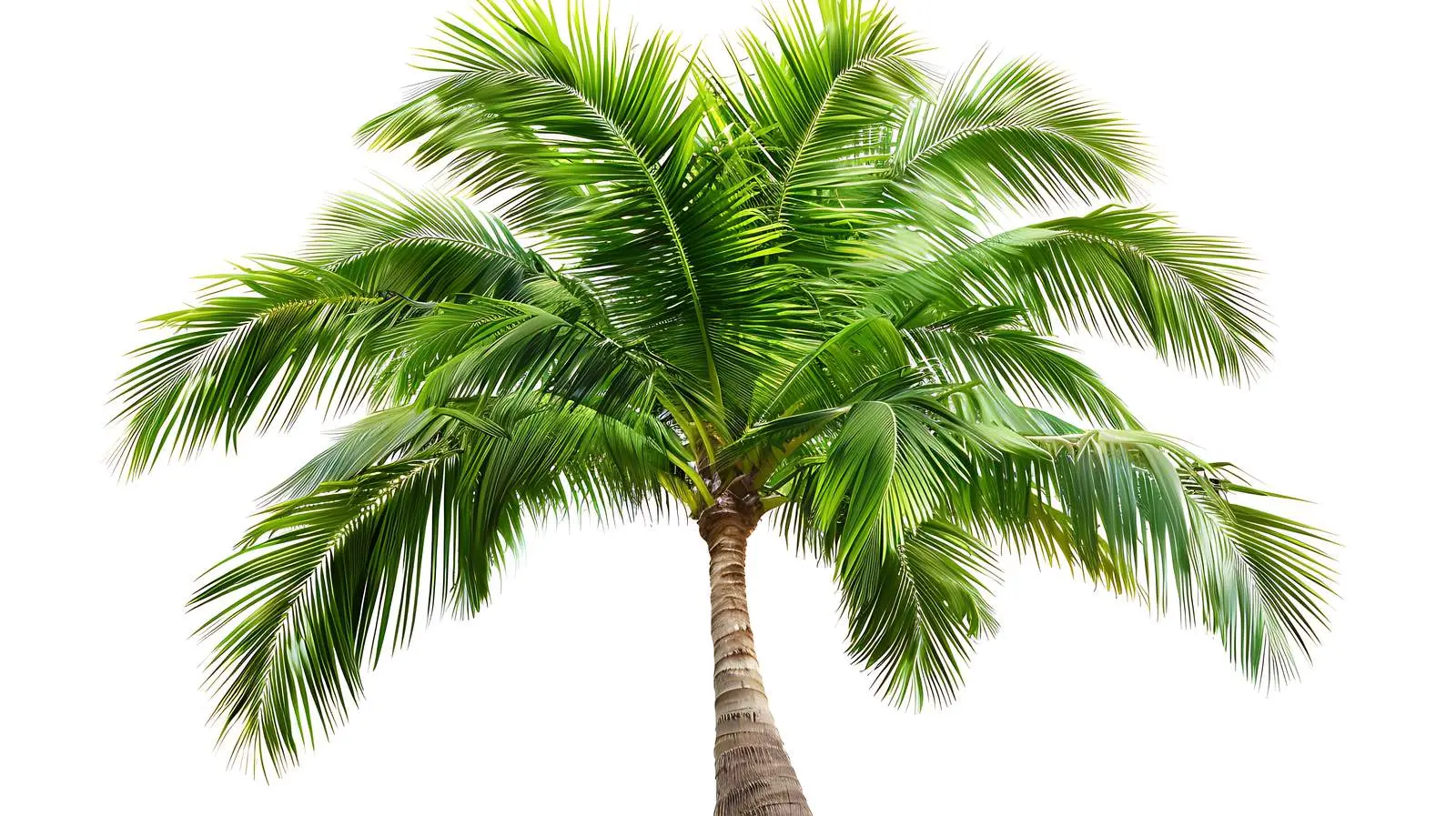 Exotic Tropical Palm Tree in Summer Nature – free lush vegetation image from Dotvec