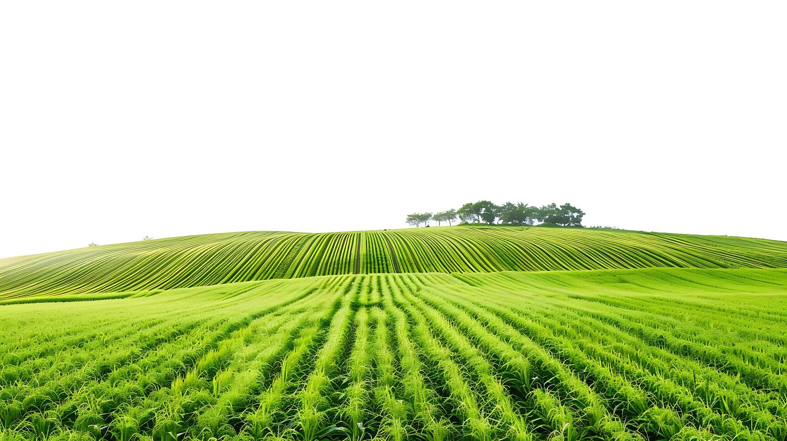Serene Green Farmland on White Background — free download from Dotvec