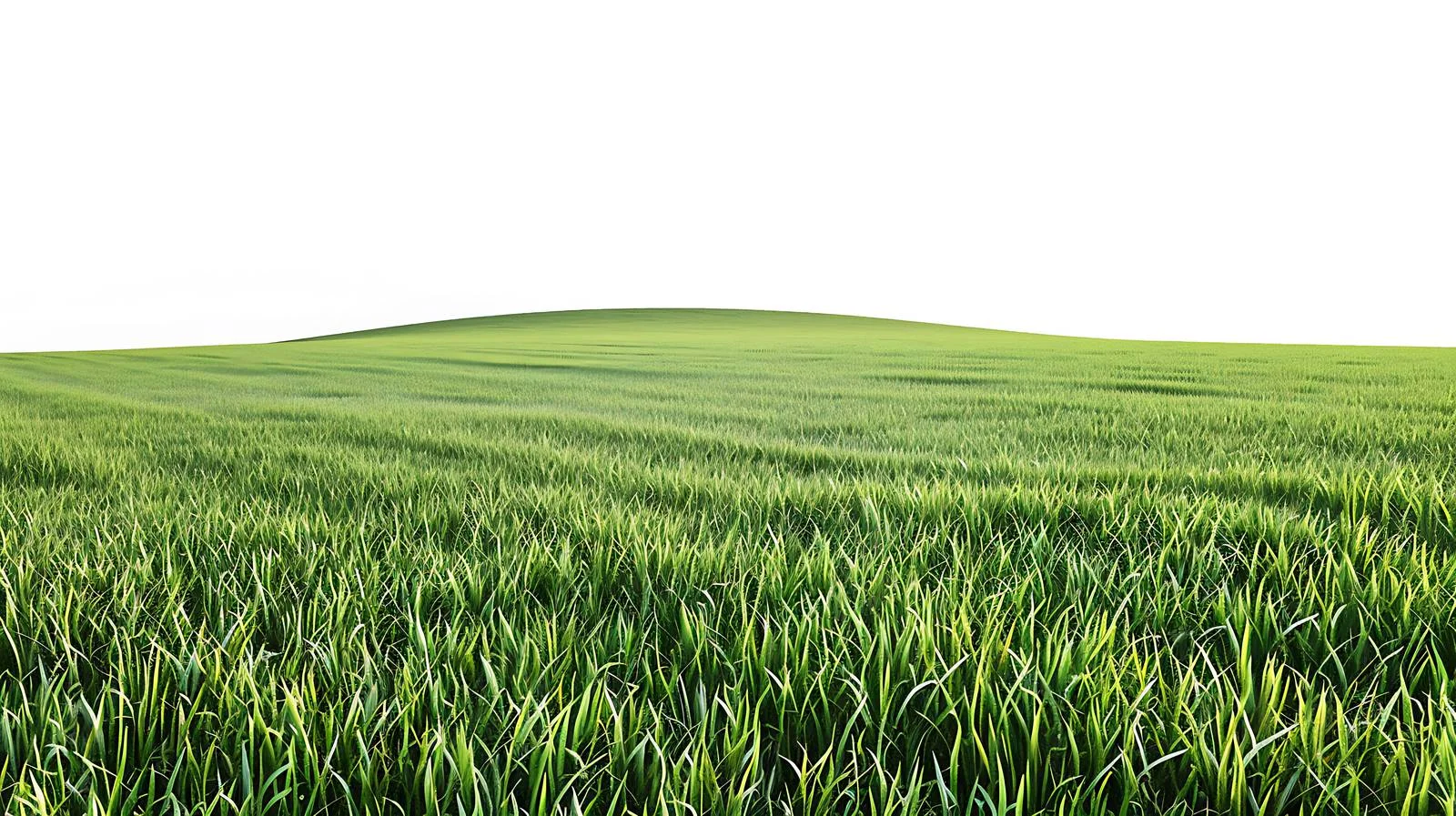 Serene Green Farmland on White Background — free download from Dotvec
