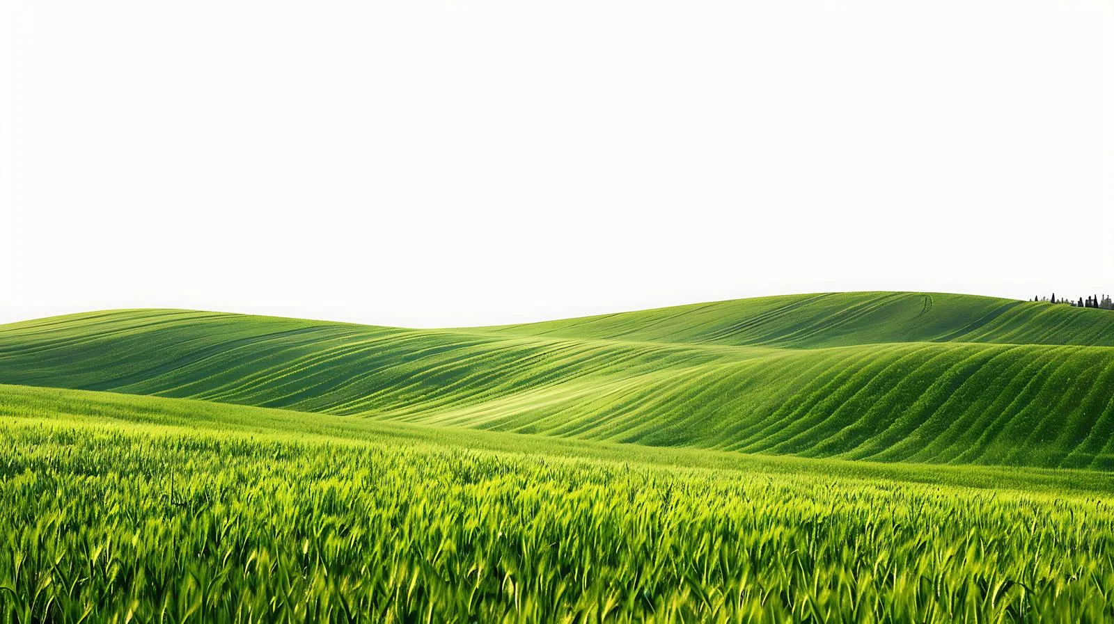 Vibrant Green Farmland on White Background — free download from Dotvec