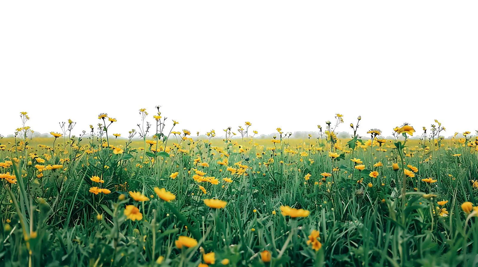 Serene Yellow Wildflower Field Scene — free download from Dotvec