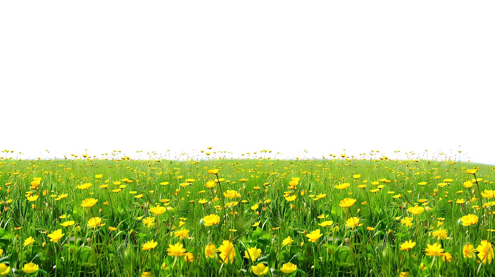 Vibrant Yellow Flower Field Background — free download from Dotvec