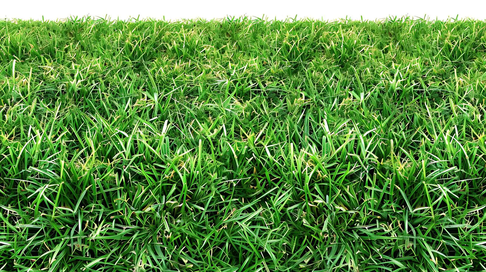 Vibrant Green Field with Red Poppies – free viewpoint image from Dotvec