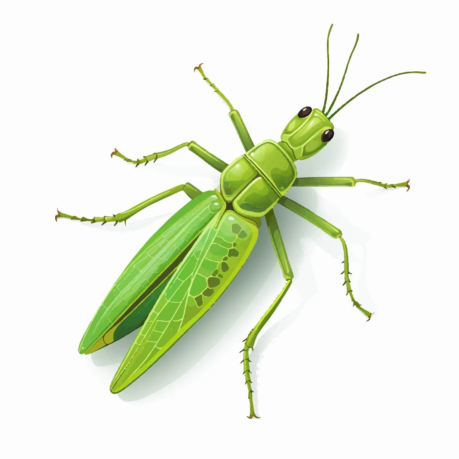 Green Grasshopper Vector Illustration on White Background — free download from Dotvec