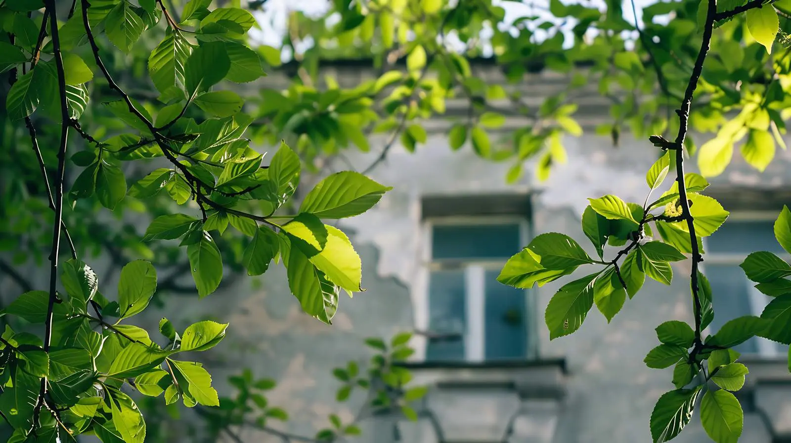 Green Leaves Against Vintage Building — free download from Dotvec