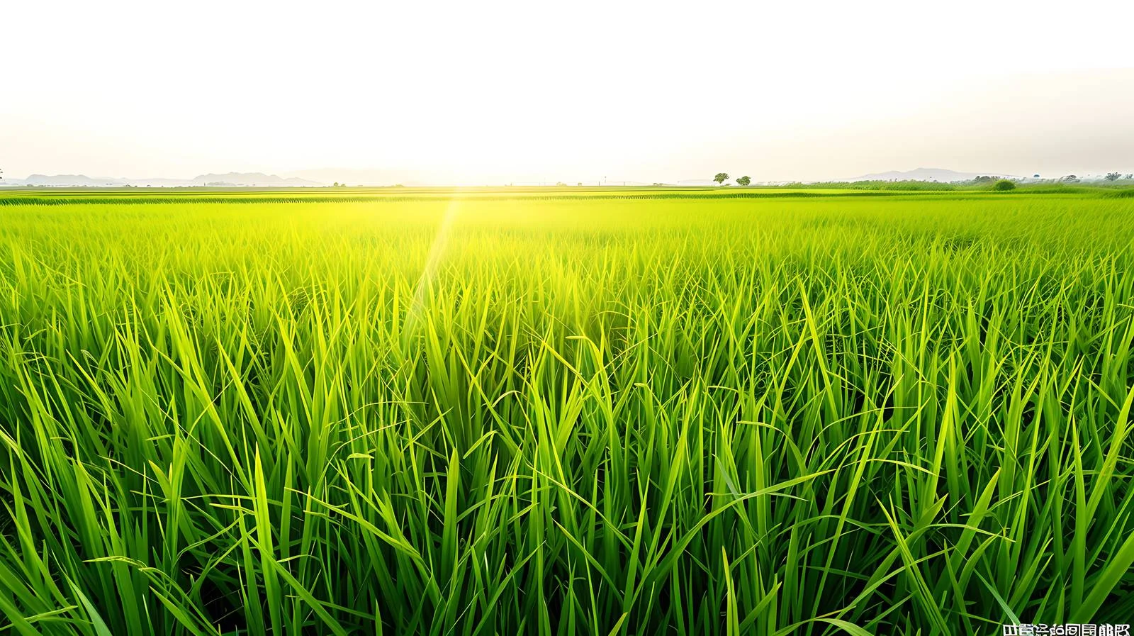 Serene Morning Rice Field Landscape — free download from Dotvec
