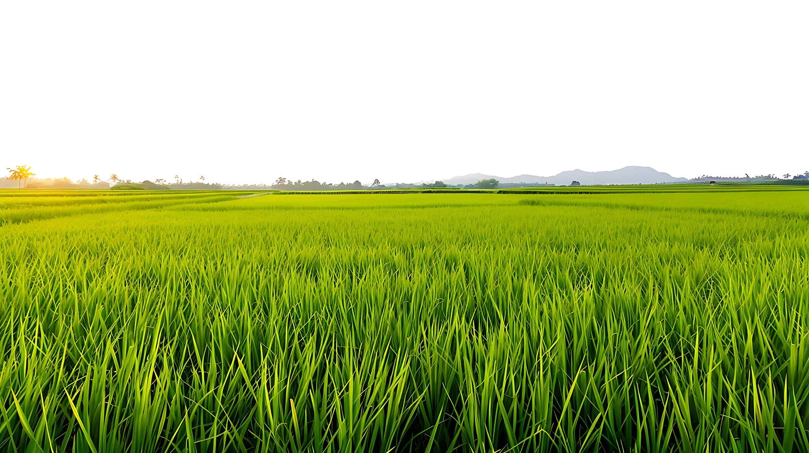 Serene Morning Rice Field Farm Landscape — free download from Dotvec