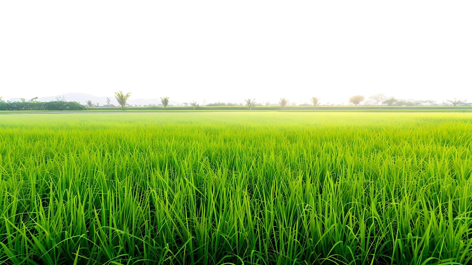 Serene Countryside Rice Field Sunrise View — free download from Dotvec