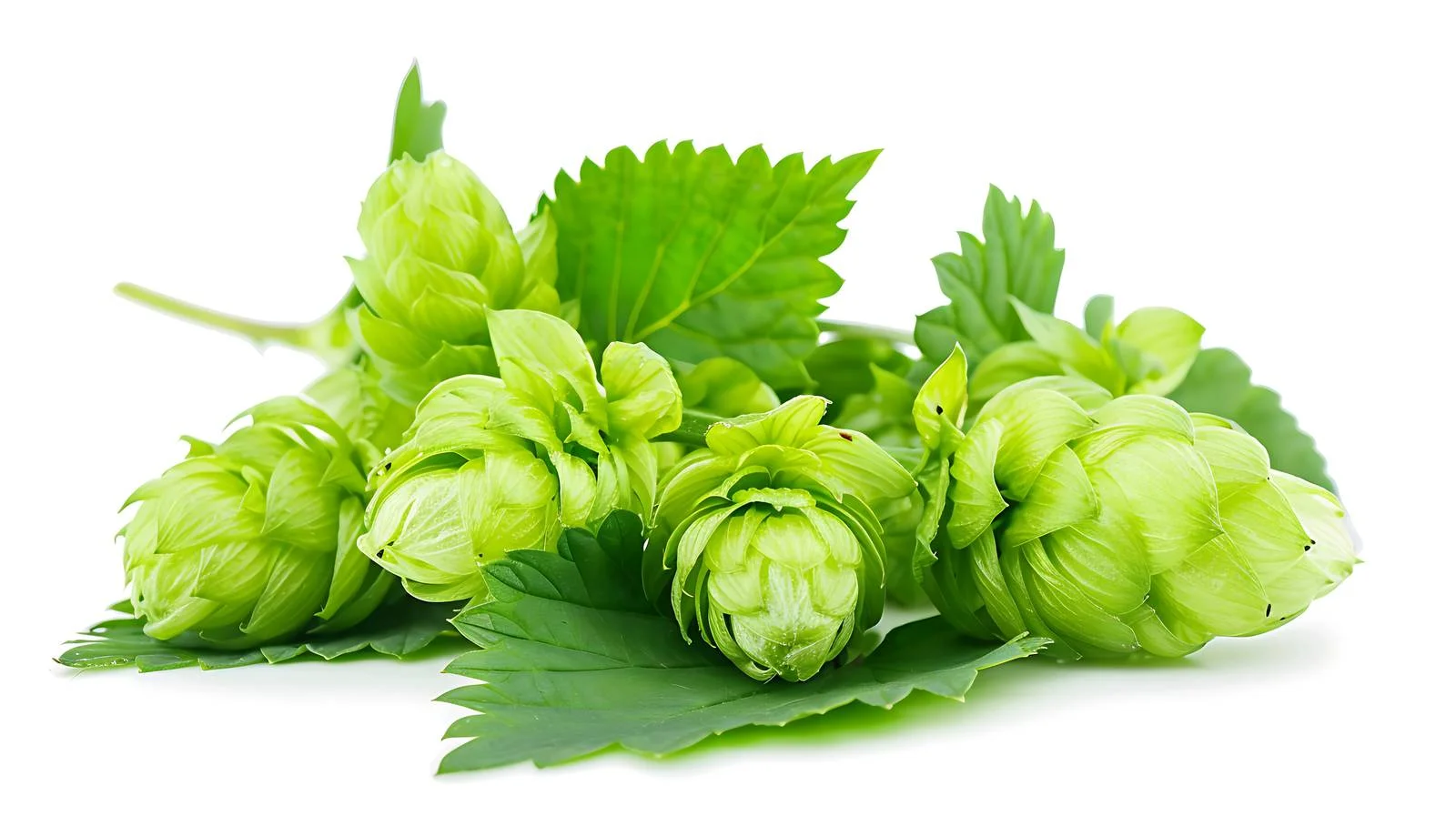 Fresh Green Hops with Leaves Close-Up — free download from Dotvec
