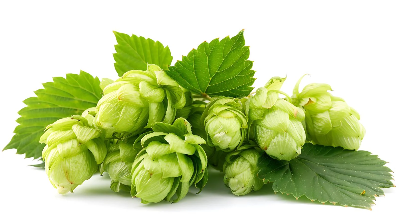 Vibrant Whole Hops and Leaves Close-up — free download from Dotvec