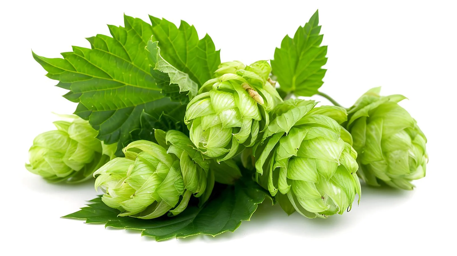 Fresh Green Hops and Leaves Close-Up — free download from Dotvec