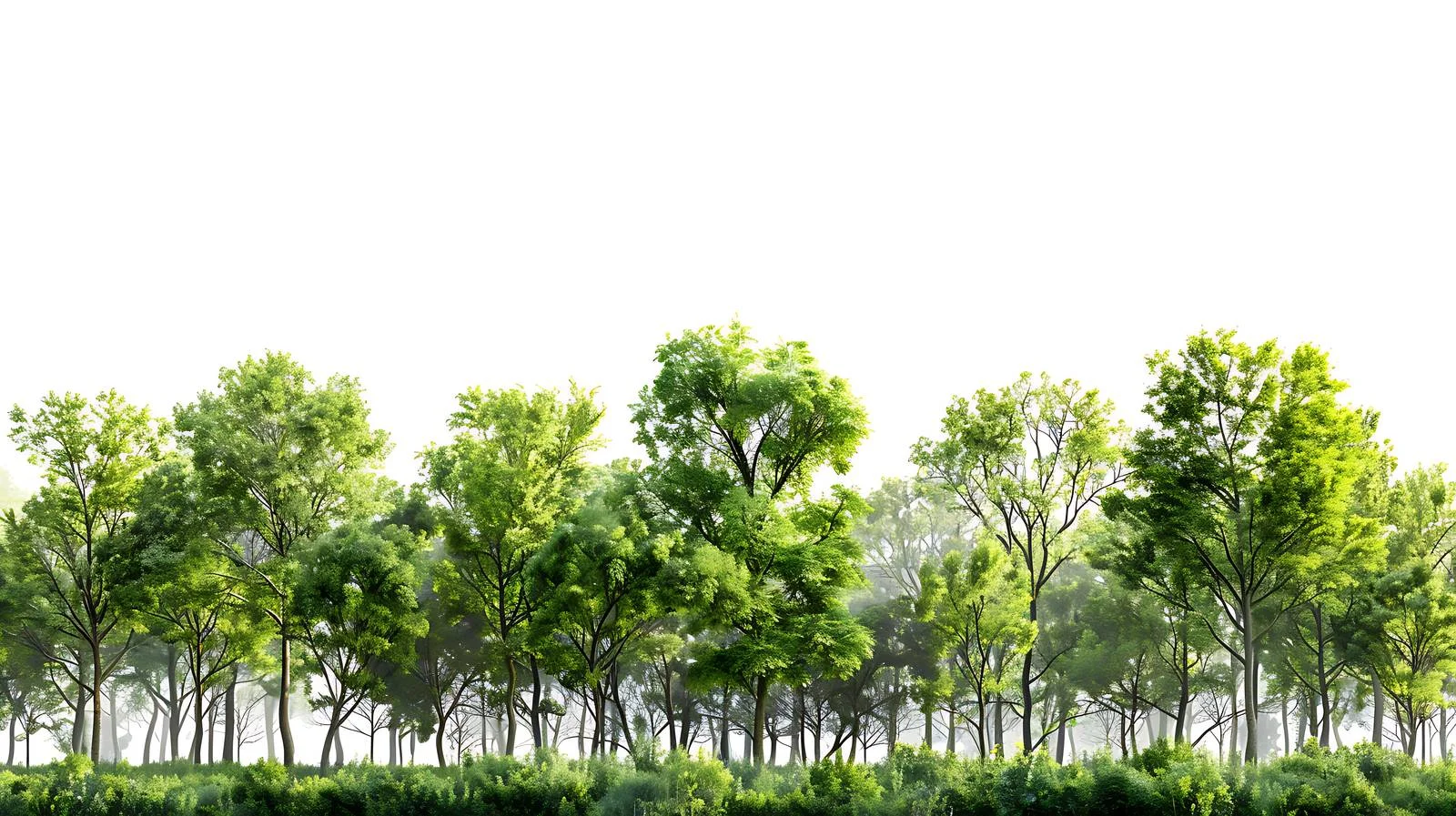 Serene Green Forest Morning on White — free download from Dotvec