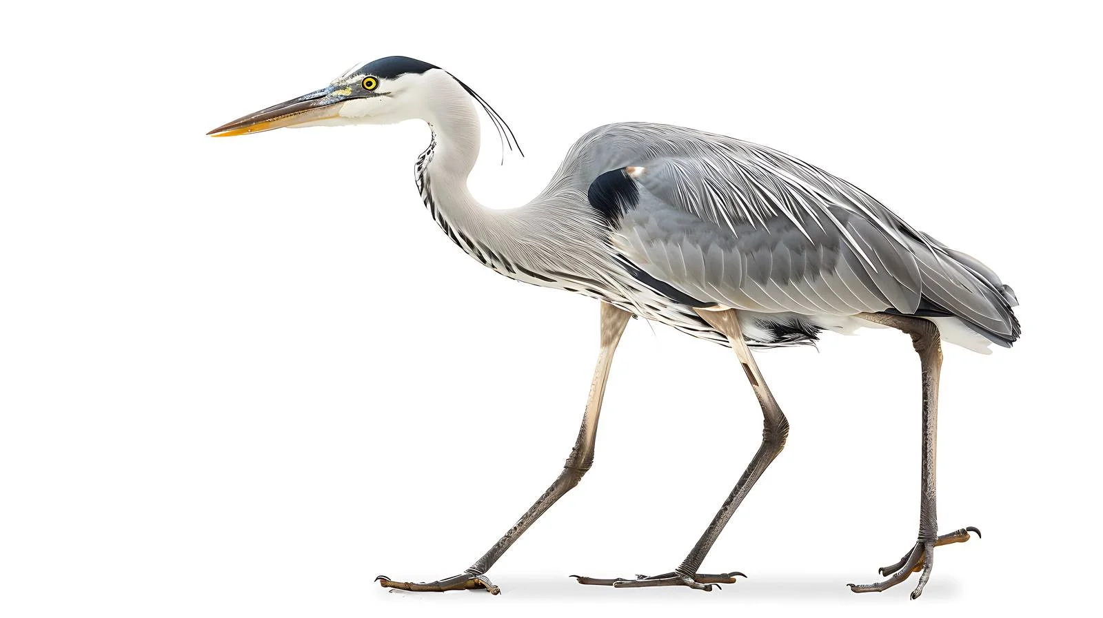 Majestic Grey Heron on White Background — free download from Dotvec