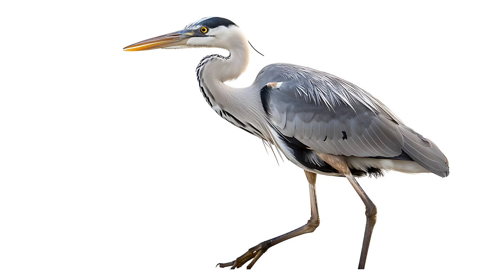 Graceful Grey Heron on White Background — free download from Dotvec