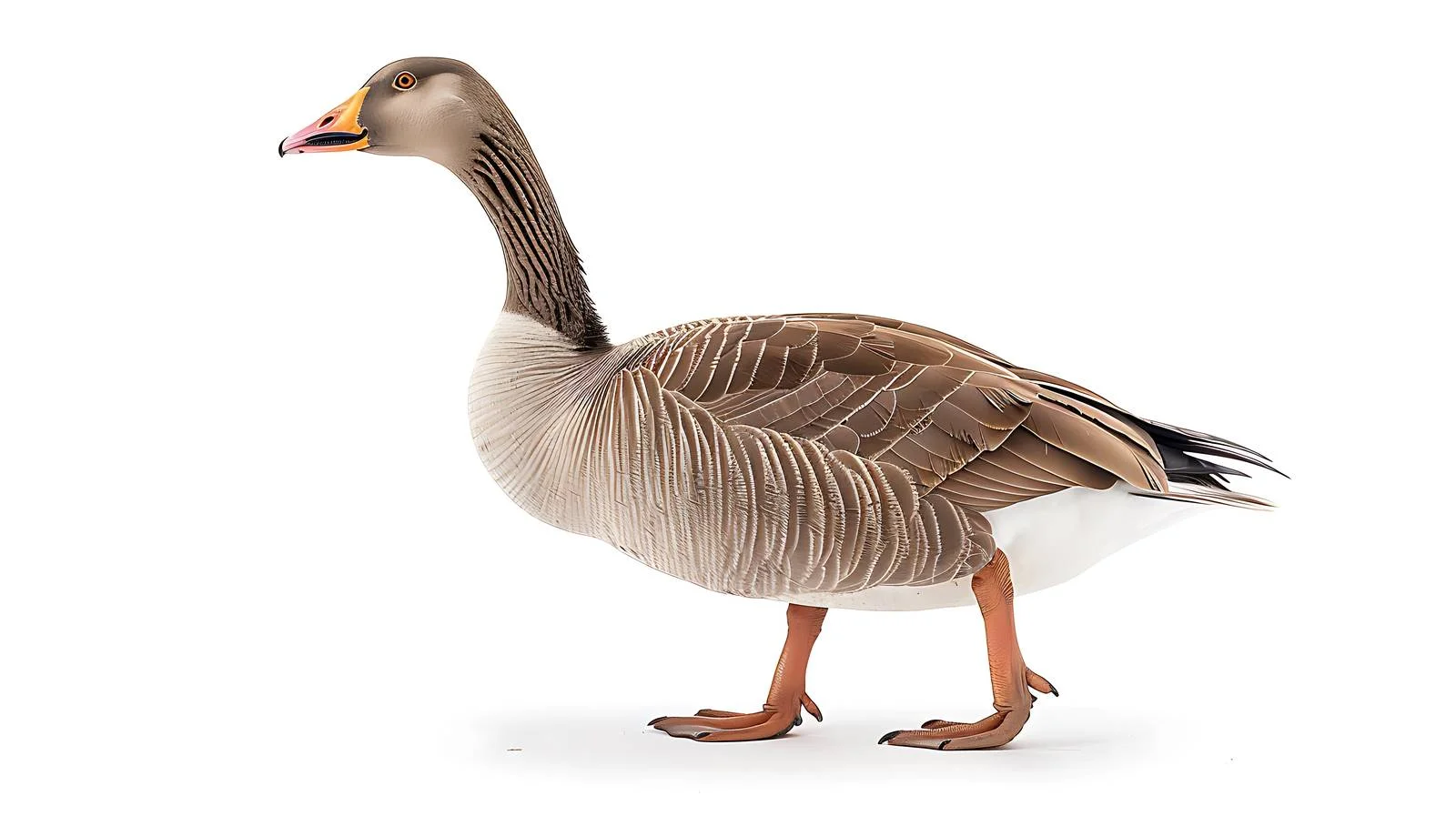 Elegant Greylag Goose in Morning Light — free download from Dotvec