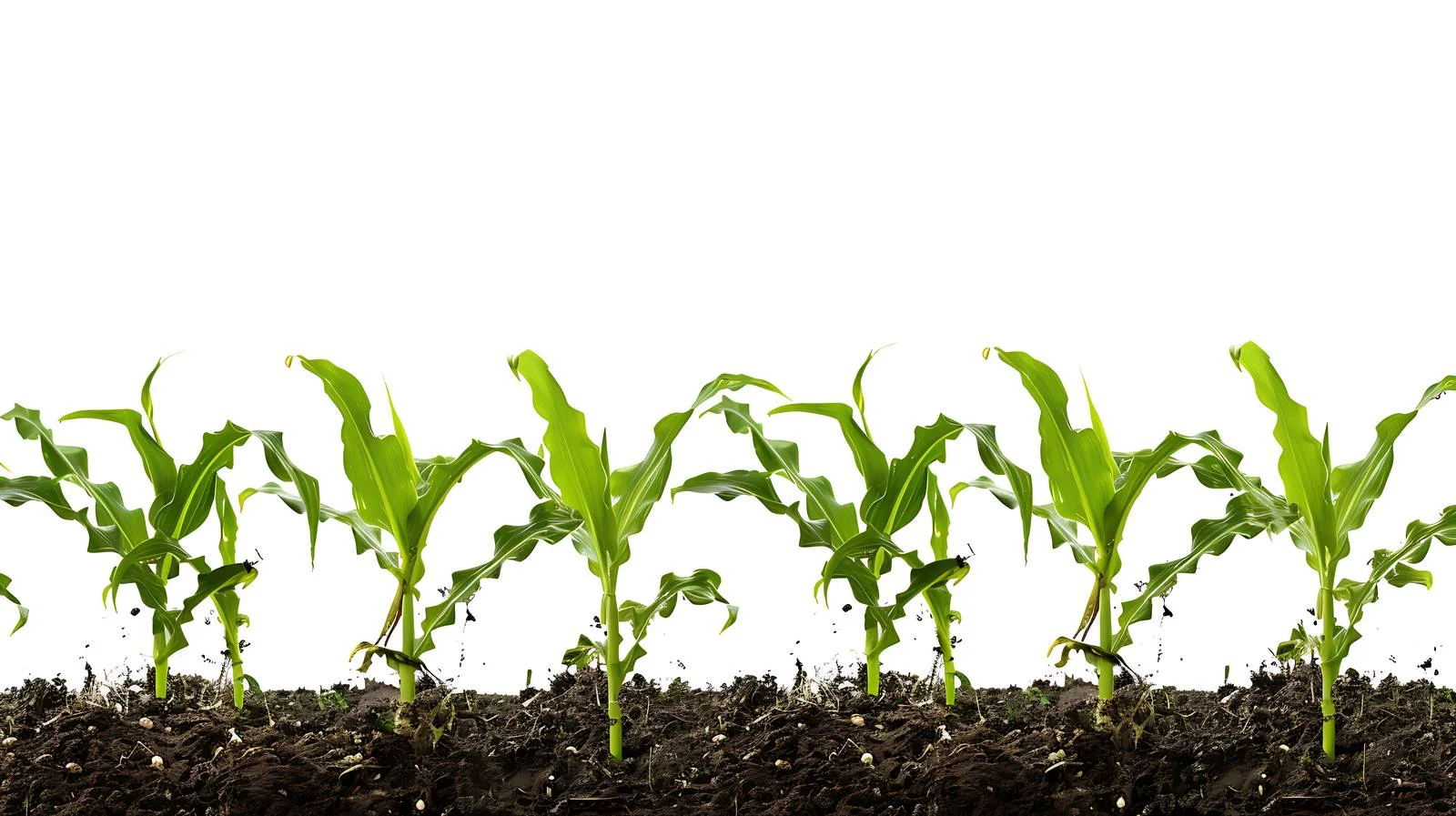 Rustic corn plantation in isolated surroundings — free download from Dotvec