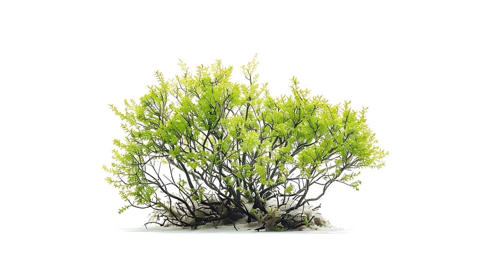 Gulf Green Algae Isolated Season — free download from Dotvec