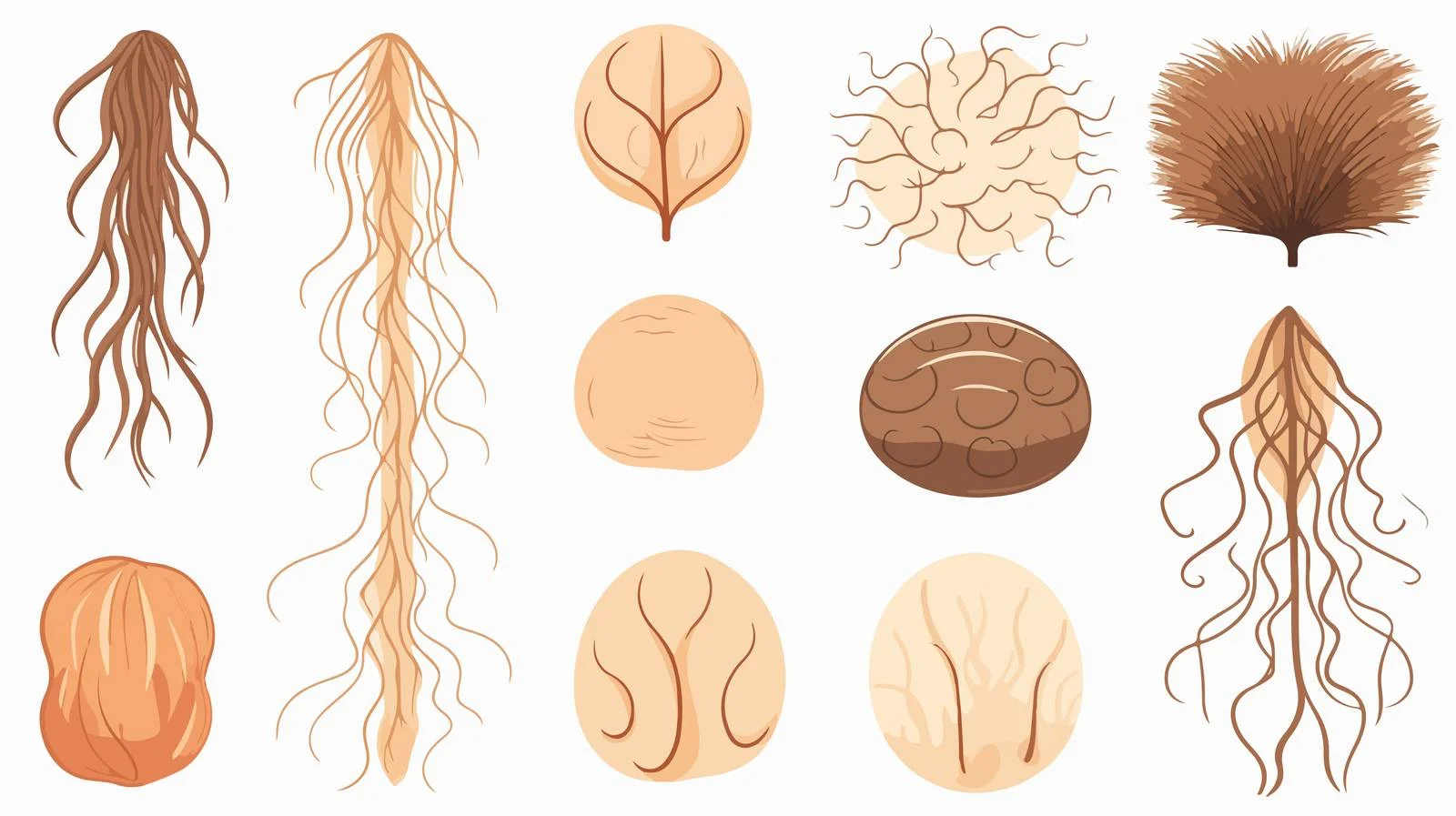 Human Hair Follicles Disorder Care — free download from Dotvec