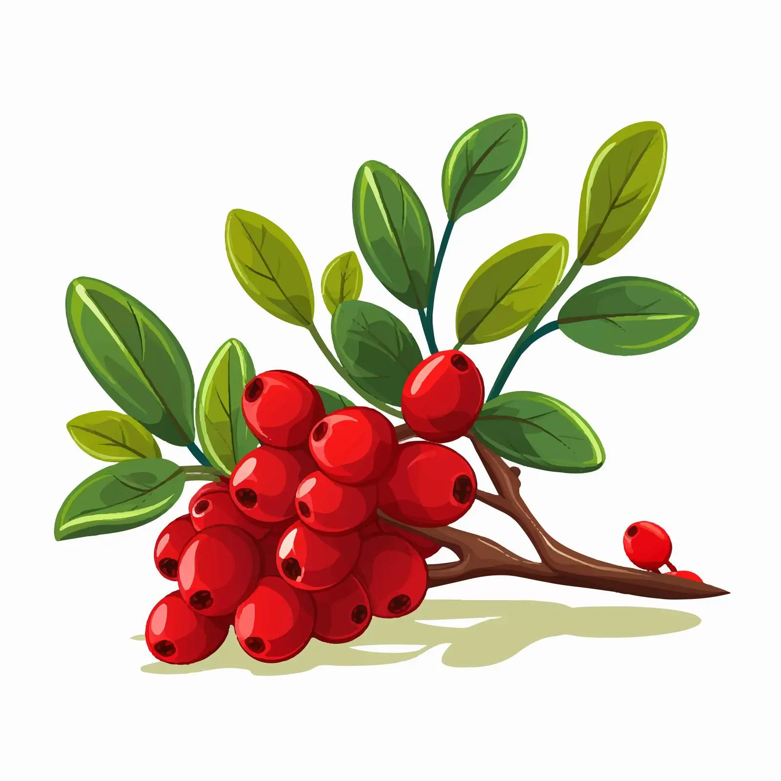 Hand-Drawn Barberry Bunch with Leaves and Fruit — free download from Dotvec