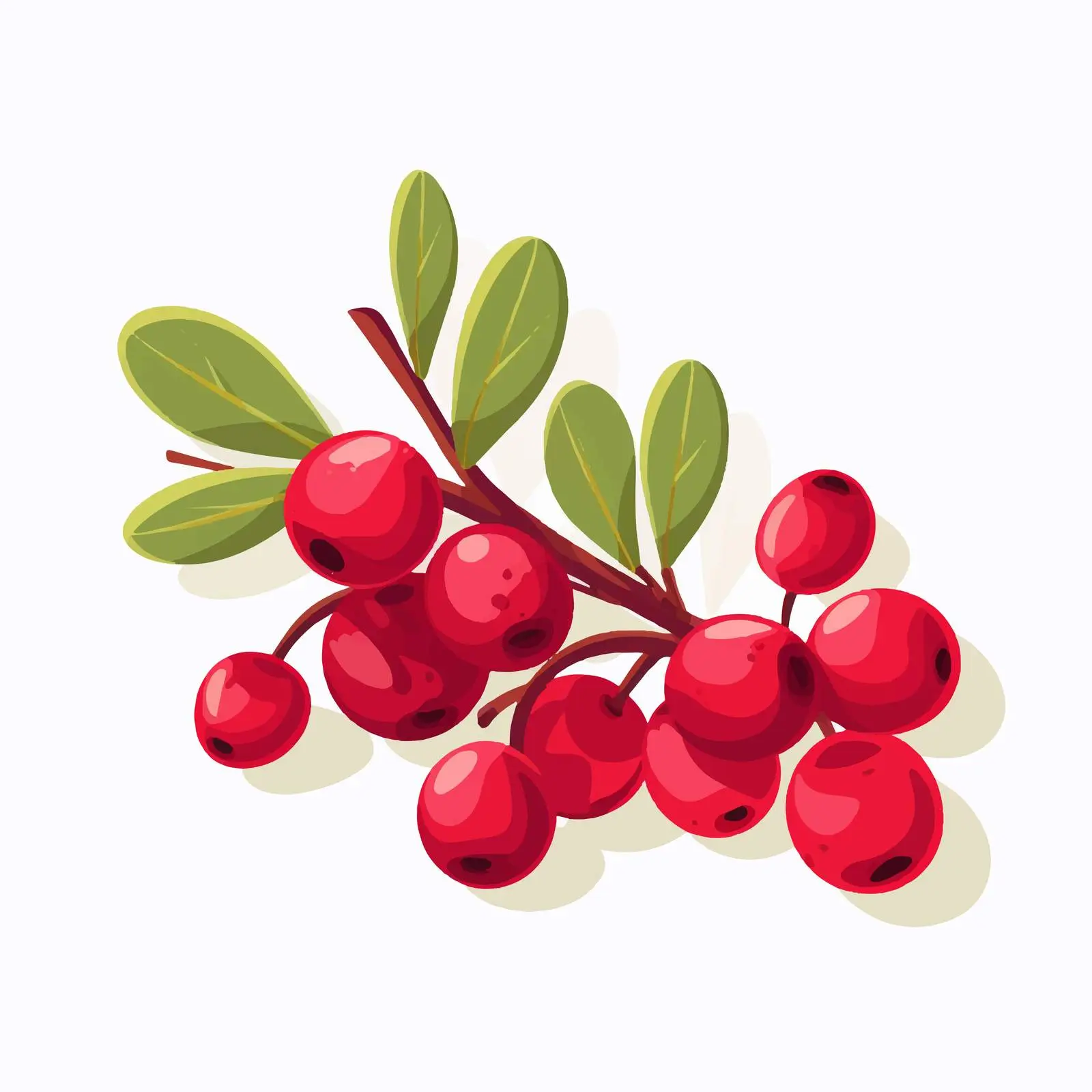 Hand Drawn Barberry Bunch with Fruits and Leaves — free download from Dotvec