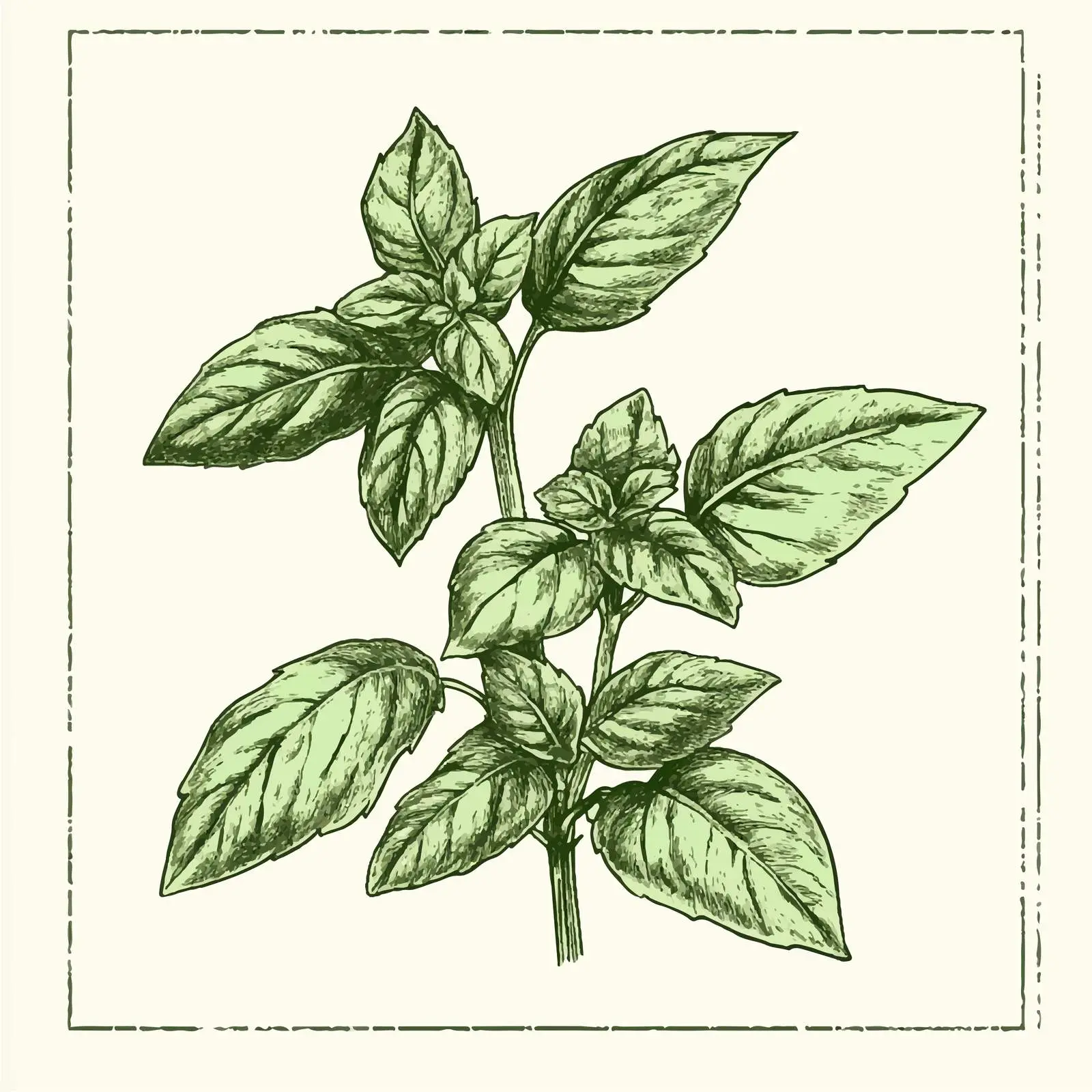 Hand-Drawn Basil Sketch Vector Illustration — free download from Dotvec