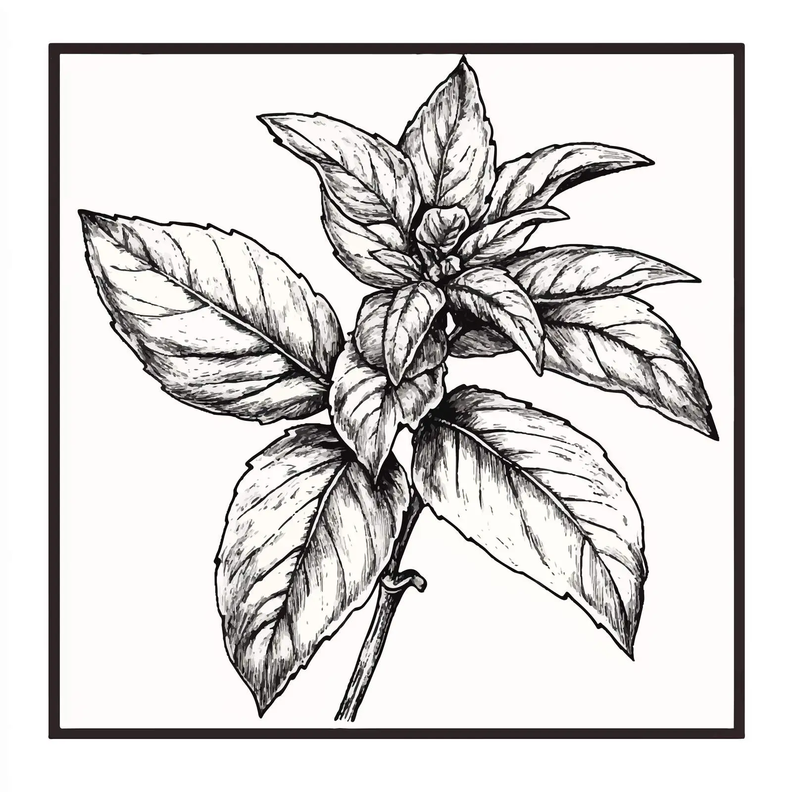 Hand-Drawn Basil Sketch Vector Illustration — free download from Dotvec