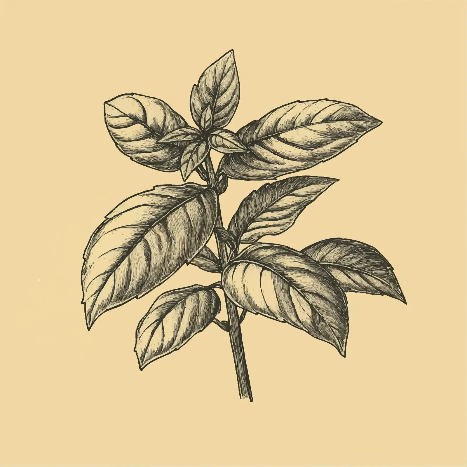 Hand-Drawn Basil on Beige Background — free download from Dotvec