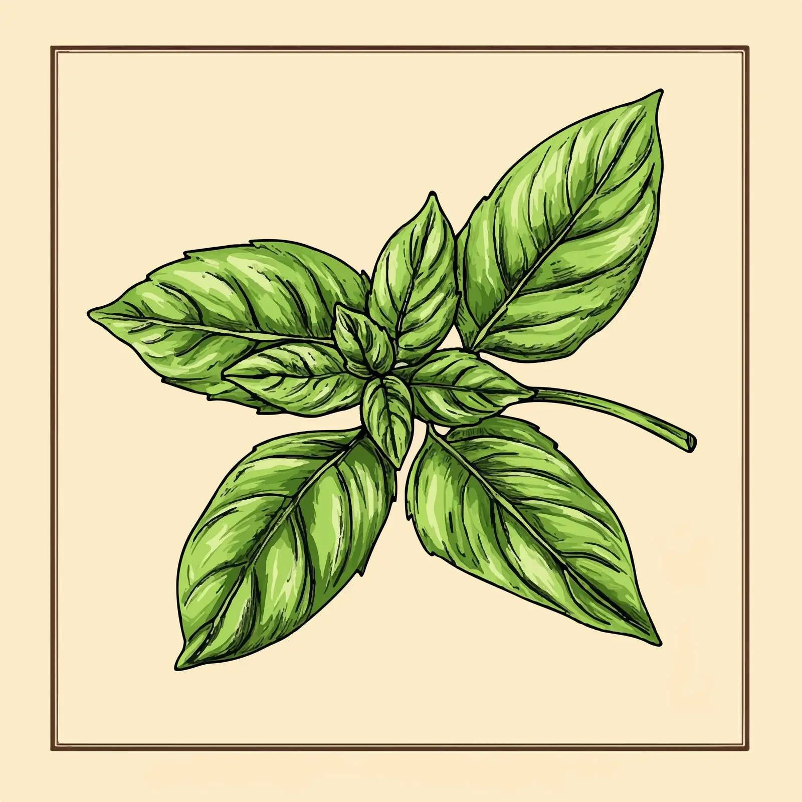 Hand-Drawn Basil on Beige Background — free download from Dotvec
