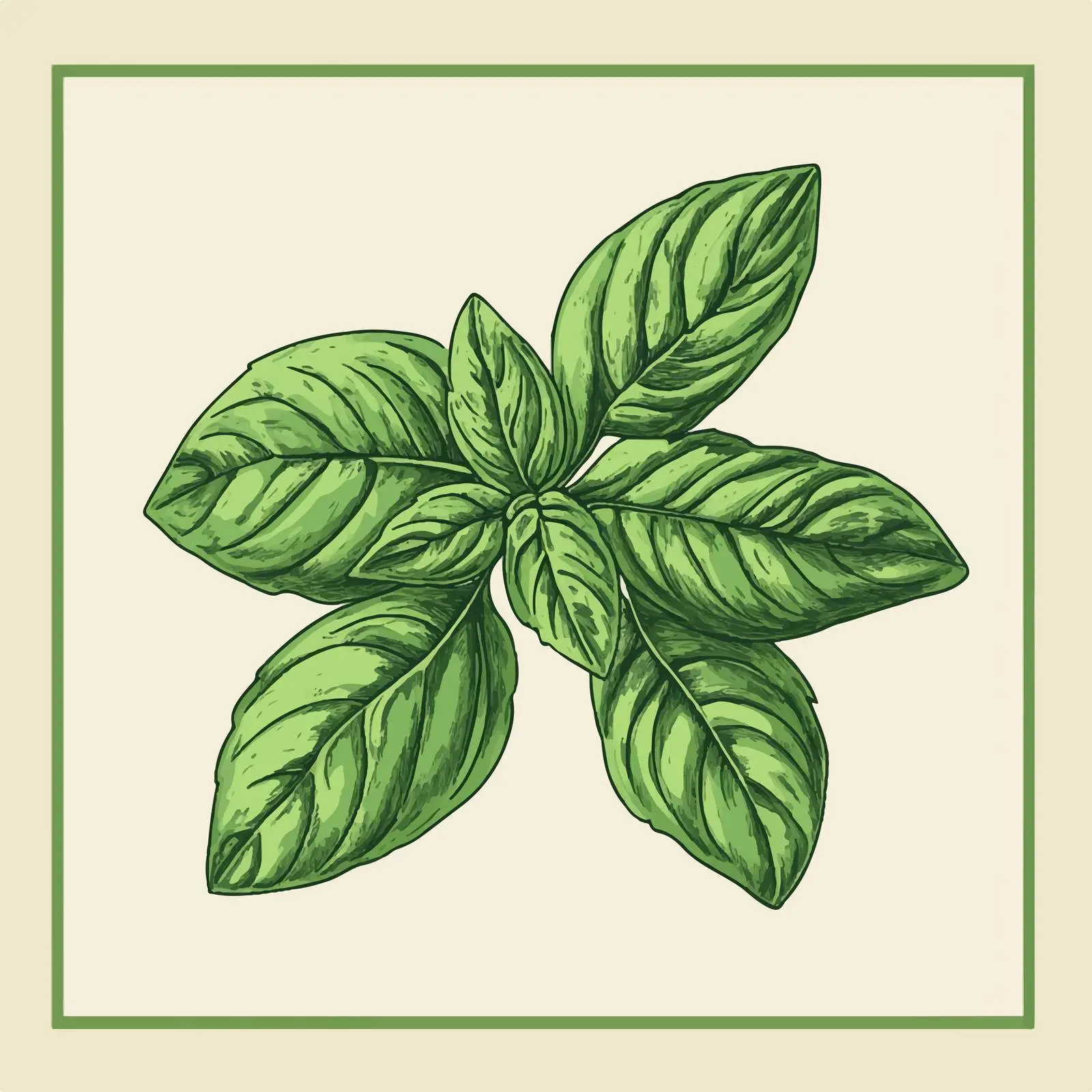 Hand Drawn Basil on Beige Background — free download from Dotvec