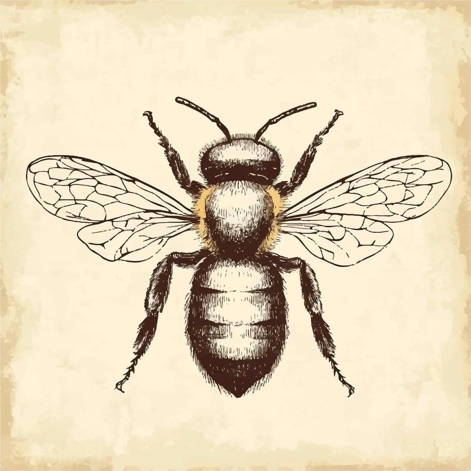Hand Drawn Bee Sketch on Vintage Paper — free download from Dotvec
