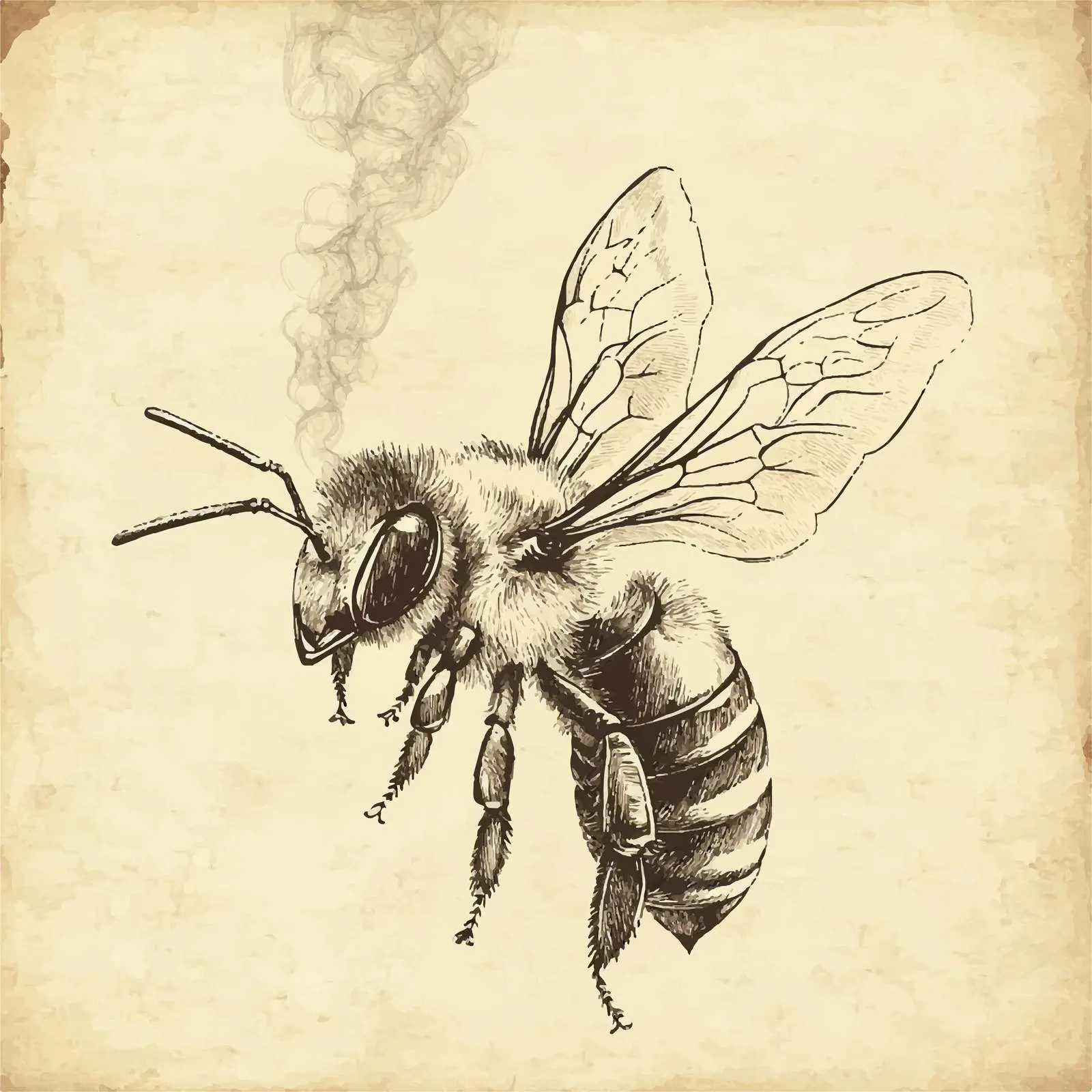 Hand Drawn Bee Smoker Sketch on Vintage Paper — free download from Dotvec