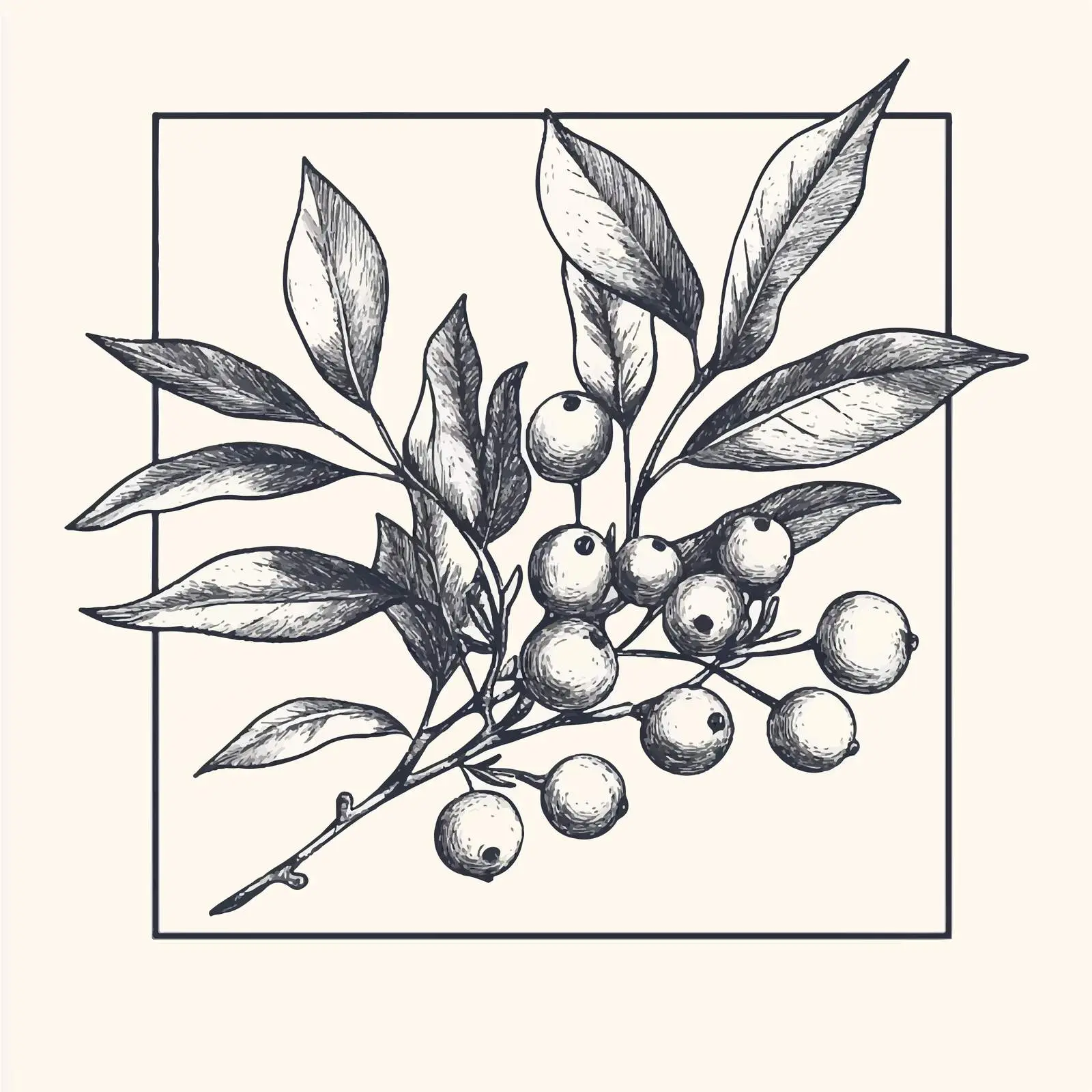 Hand-Drawn Mistletoe Berry and Leaves Sketch — free download from Dotvec