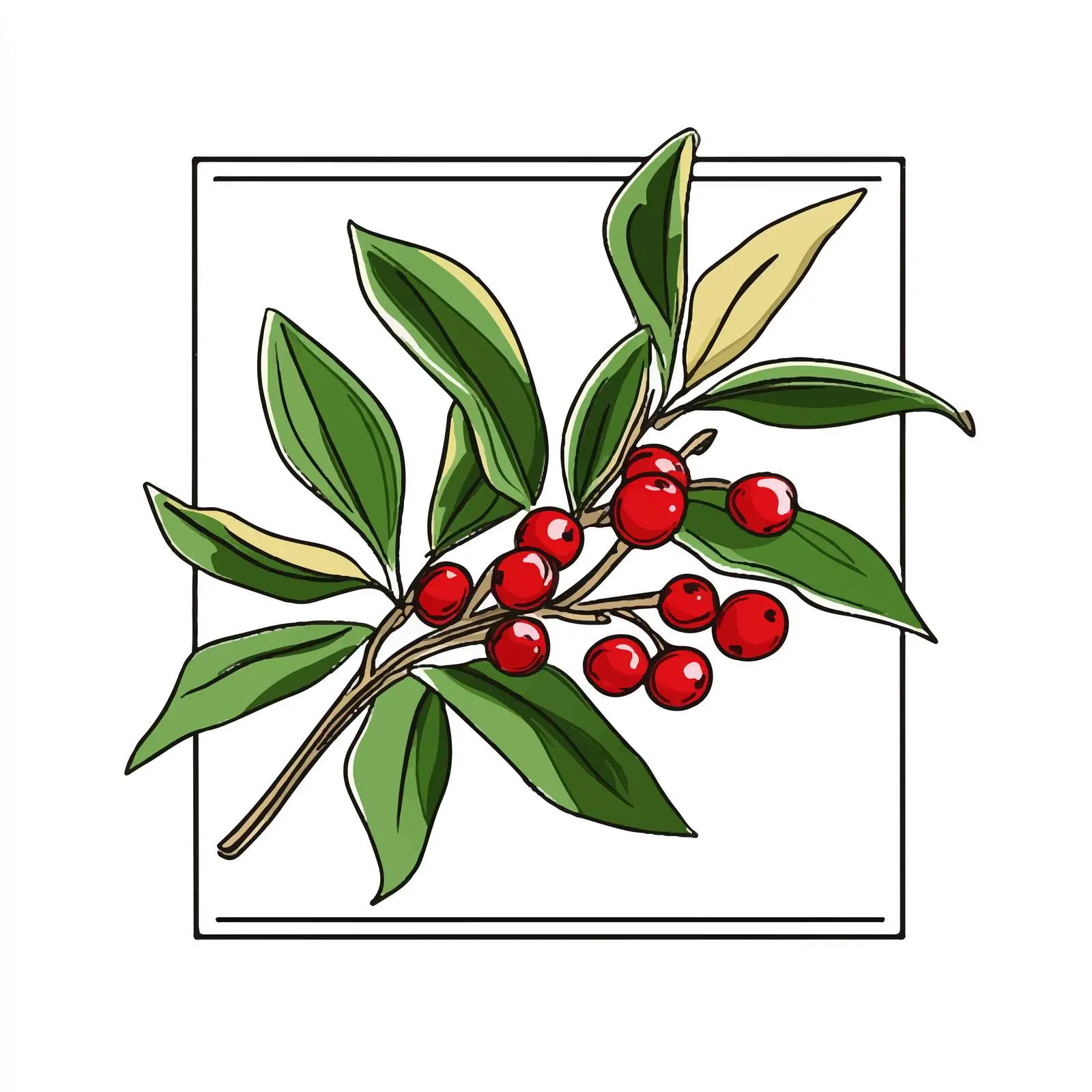 Hand Drawn Mistletoe Berries and Leaves Sketch — free download from Dotvec