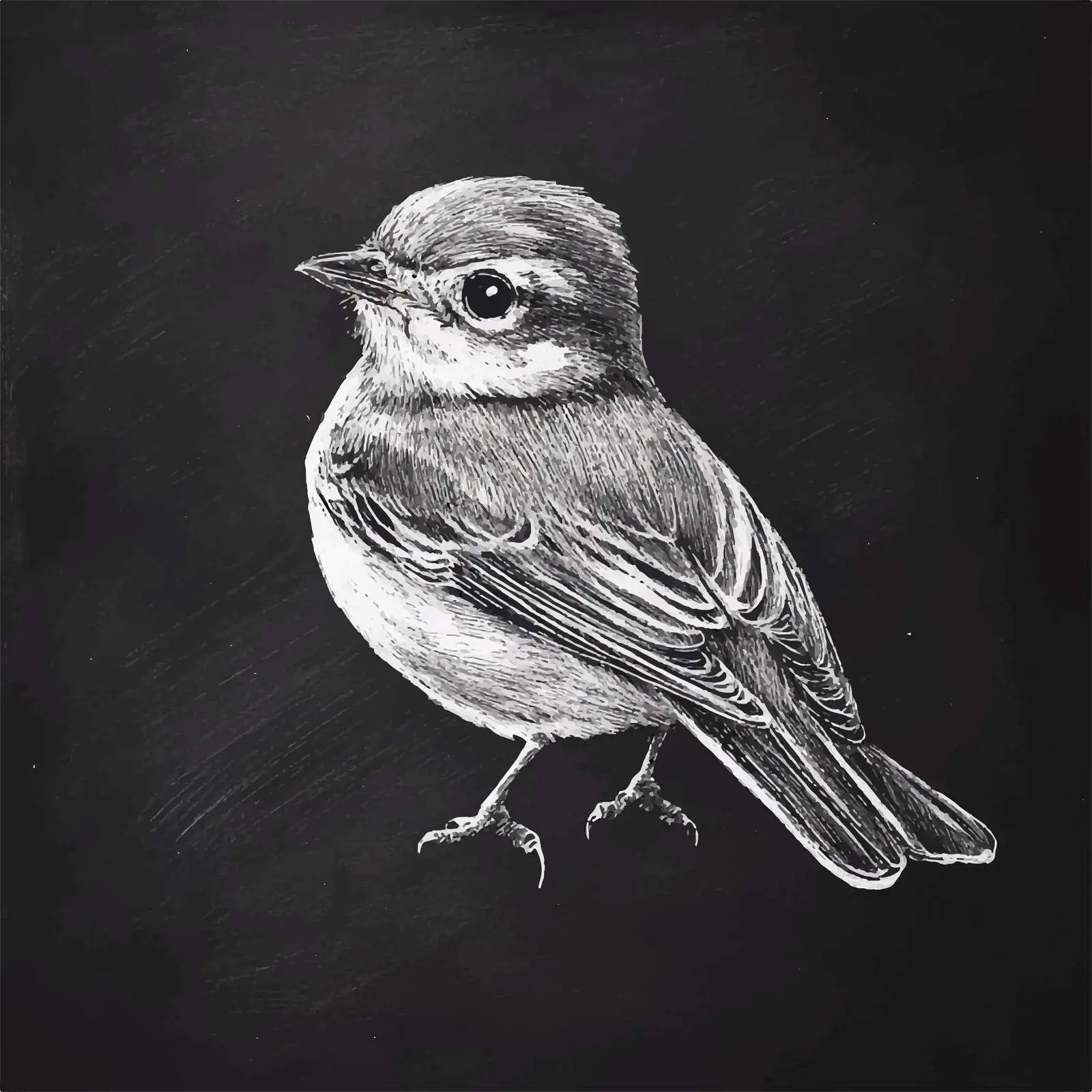 Hand-Drawn Bird Sketch on Chalkboard Background — free download from Dotvec
